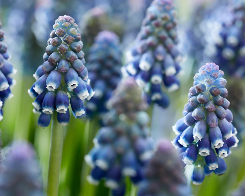 Muscari 'Night Eyes' - Image 12