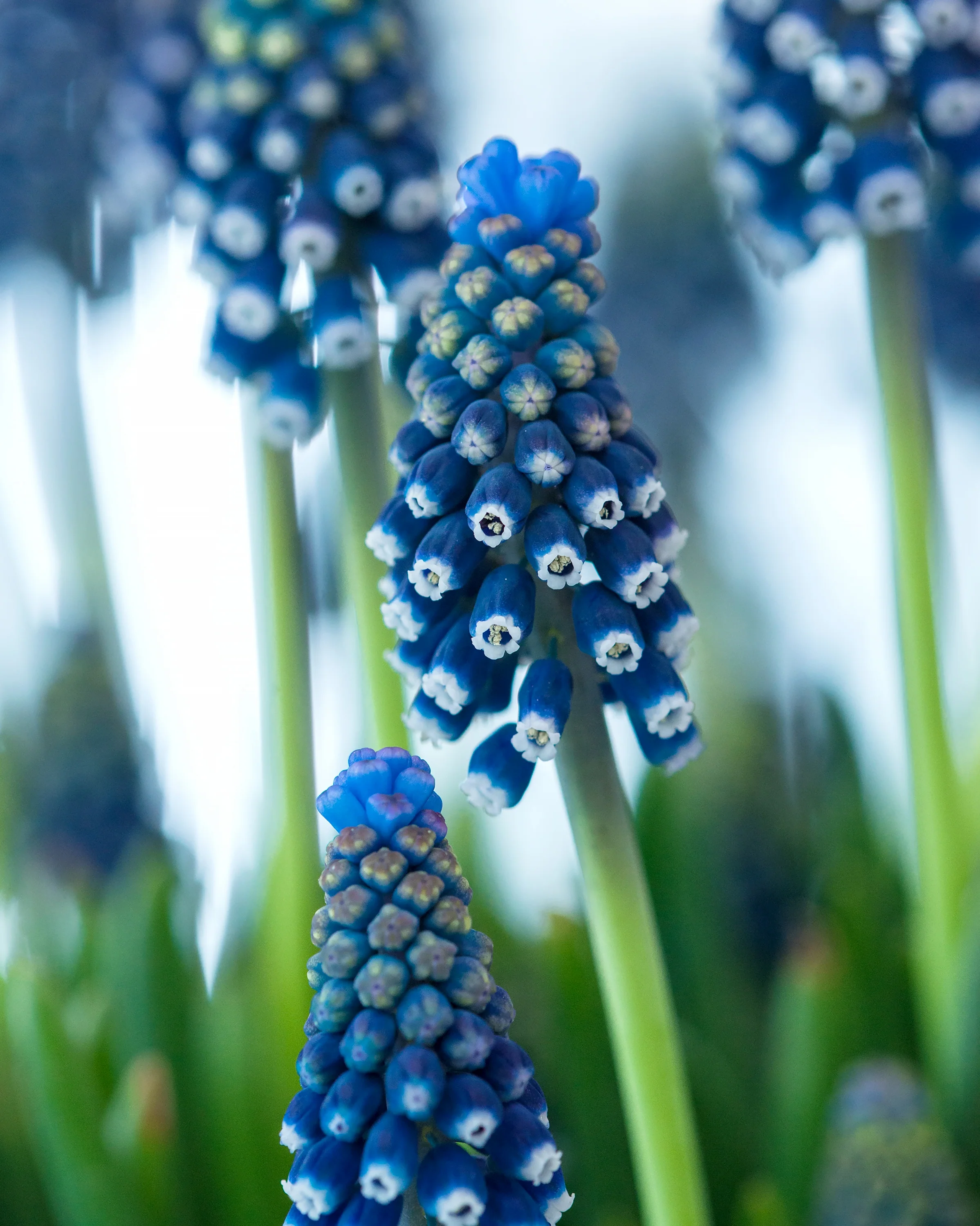 Muscari 'Night Eyes' - Image 3