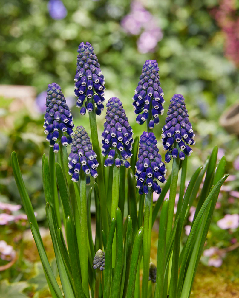 Muscari 'Night Eyes' - Image 5