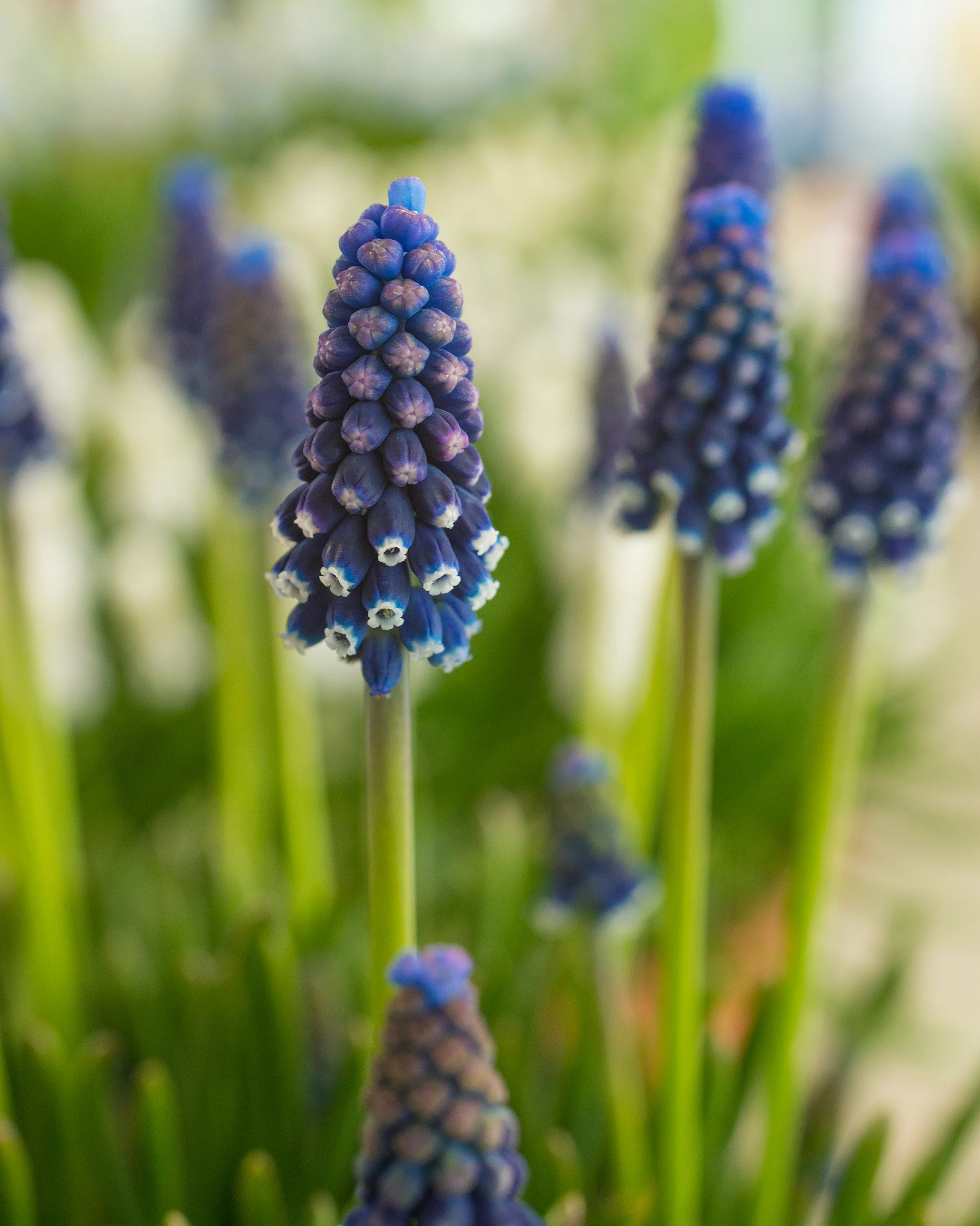 Muscari 'Night Eyes' - Image 6