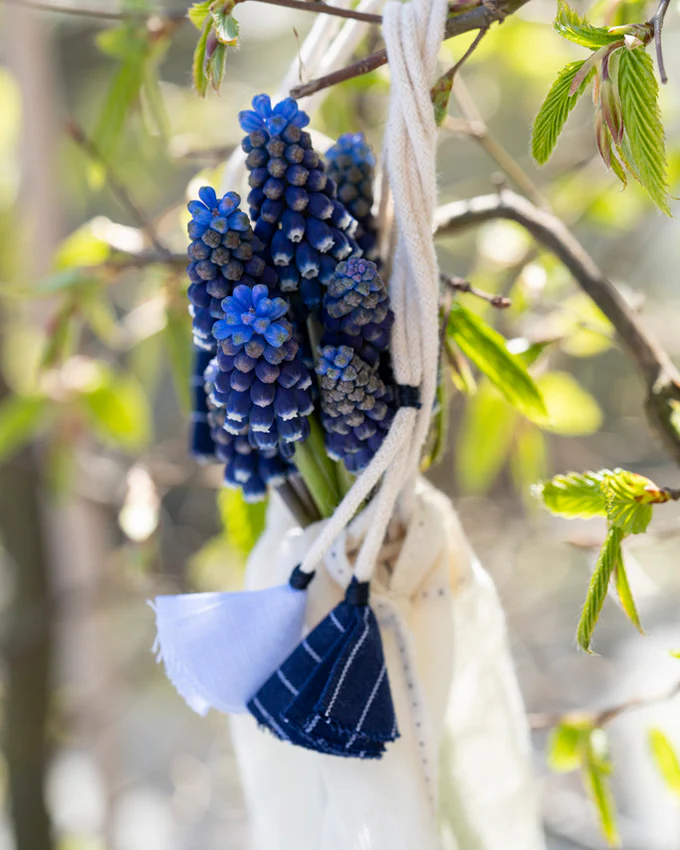 Muscari 'Night Eyes' - Image 9