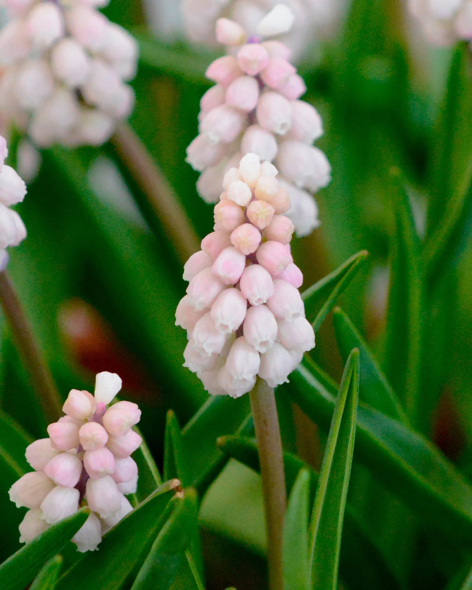Muscari 'Pink Sunrise' - Image 3
