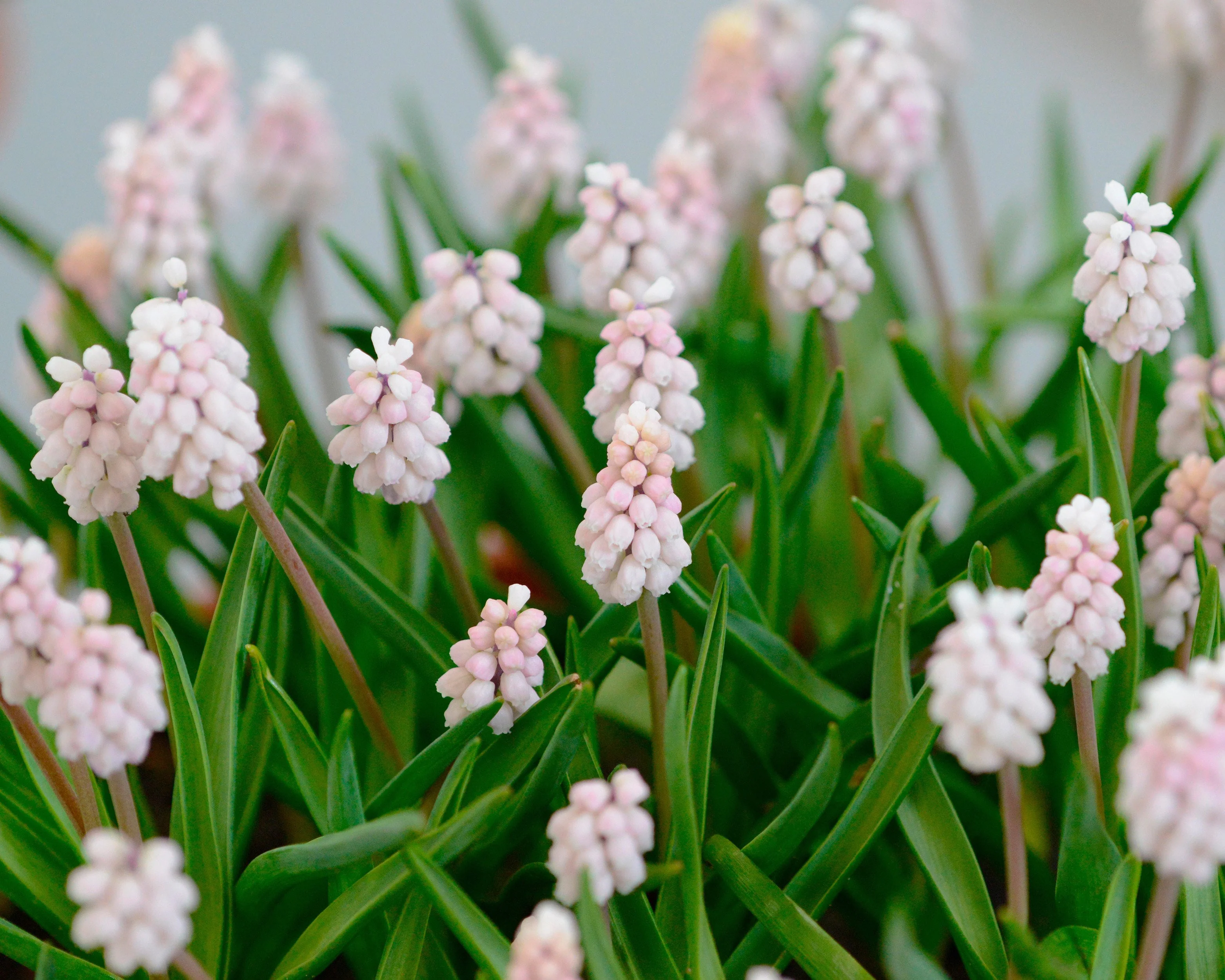 Muscari 'Pink Sunrise' - Image 7