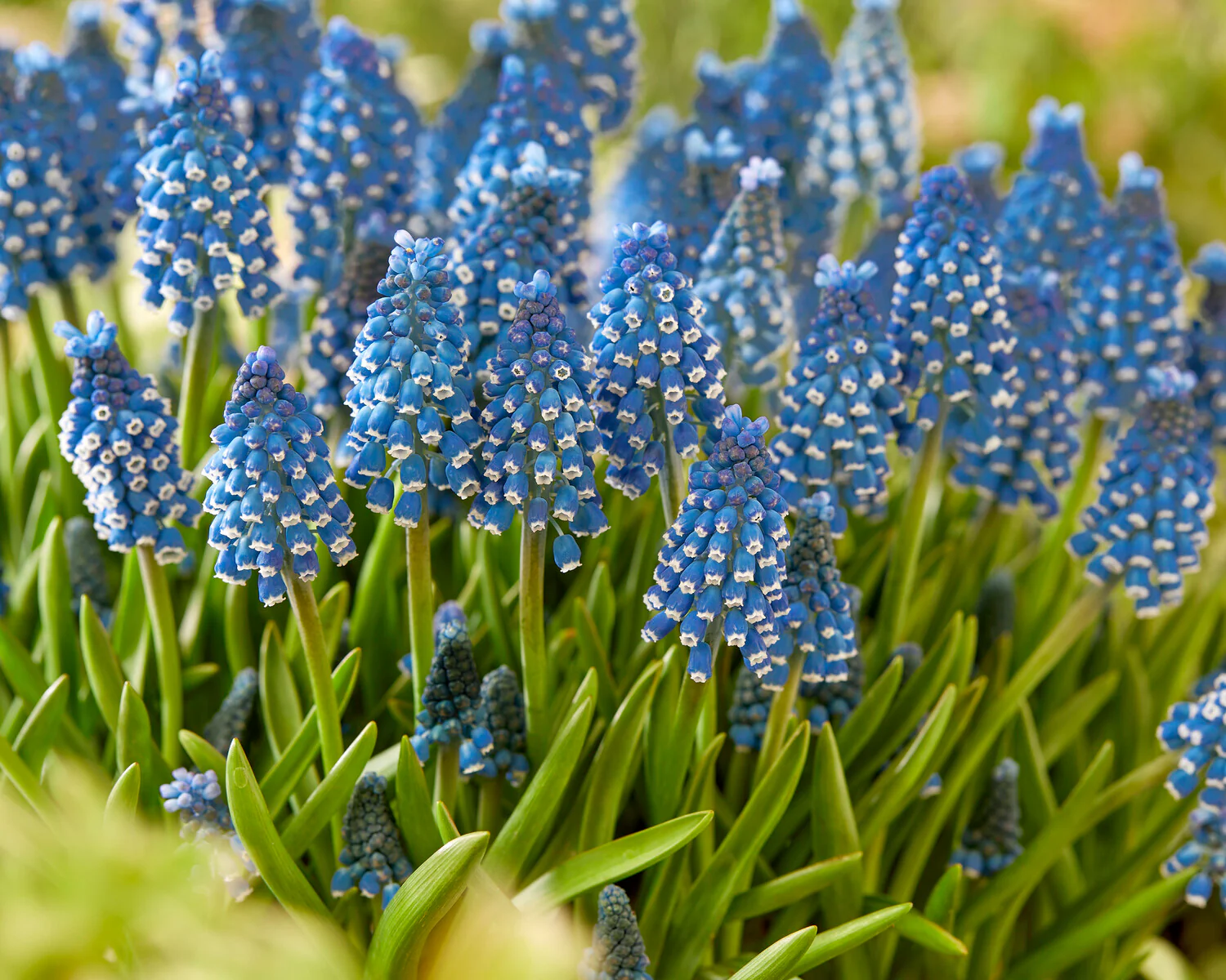 Muscari 'Soulmate' - Image 2