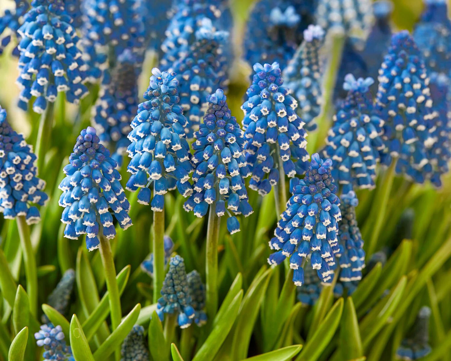 Muscari 'Soulmate' - Image 4