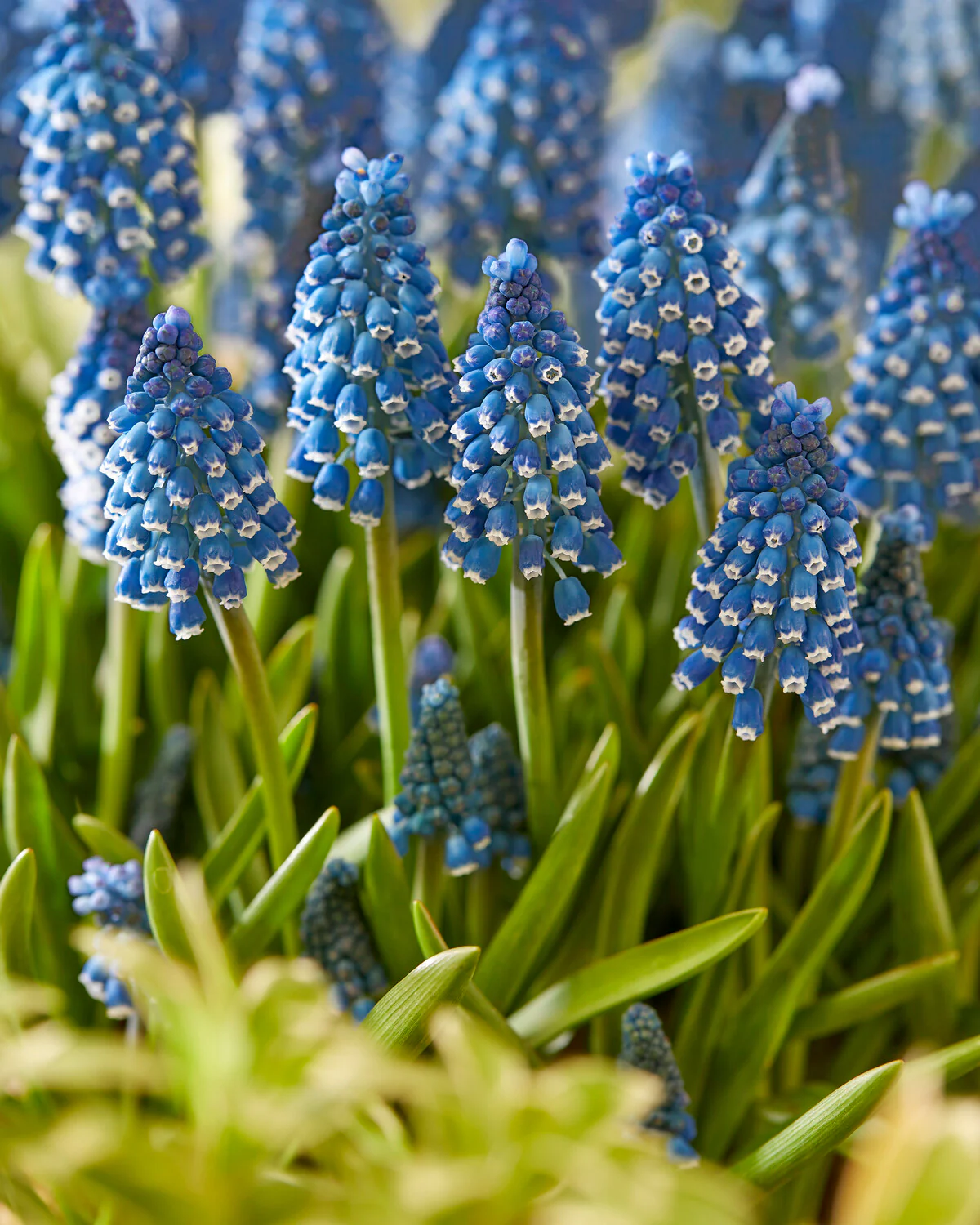 Muscari 'Soulmate' - Image 5