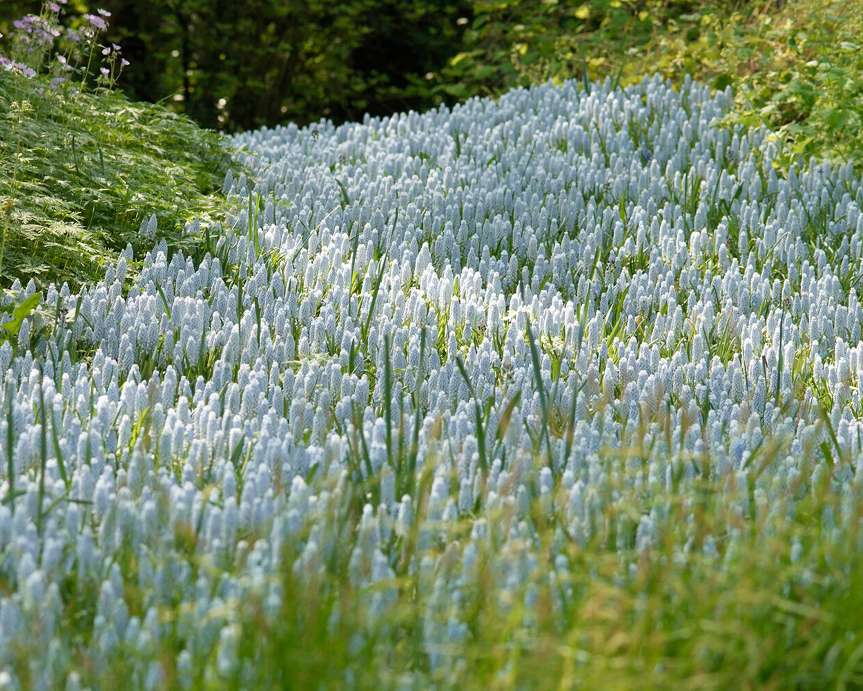 Muscari 'Valerie Finnis' - Image 11
