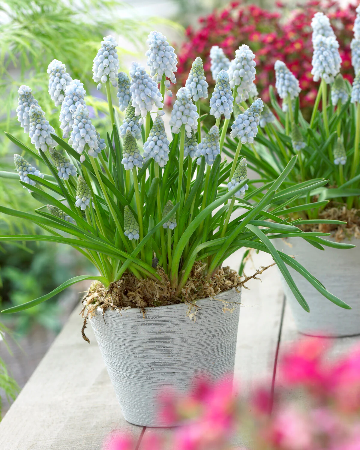 Muscari 'Valerie Finnis' - Image 3