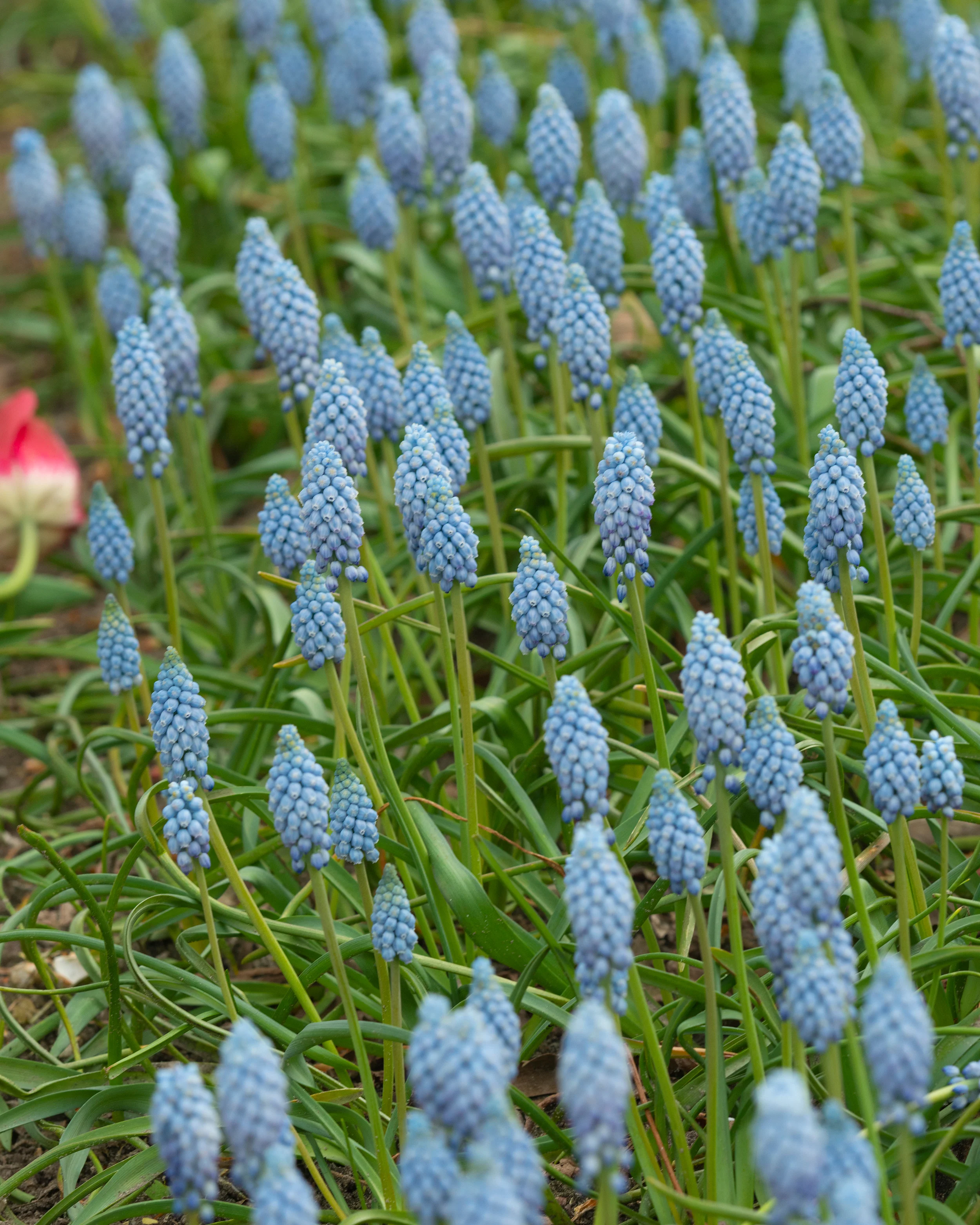 Muscari 'Valerie Finnis' - Image 4