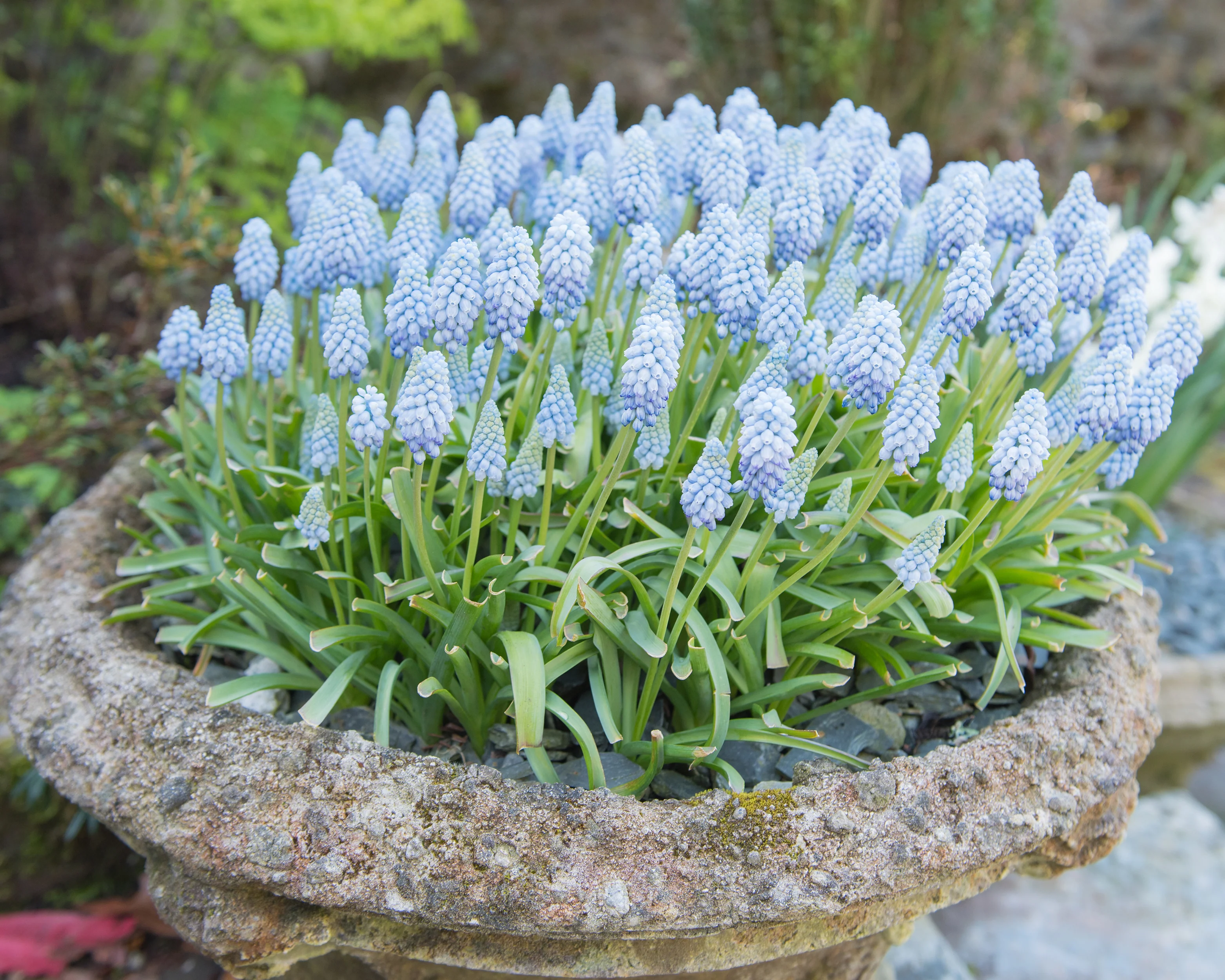 Muscari 'Valerie Finnis' - Image 5
