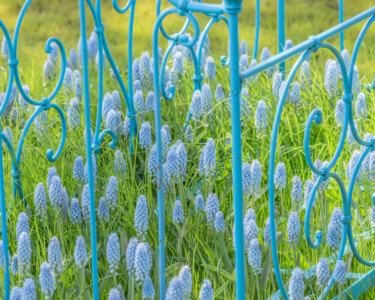 Muscari 'Valerie Finnis' - Image 6