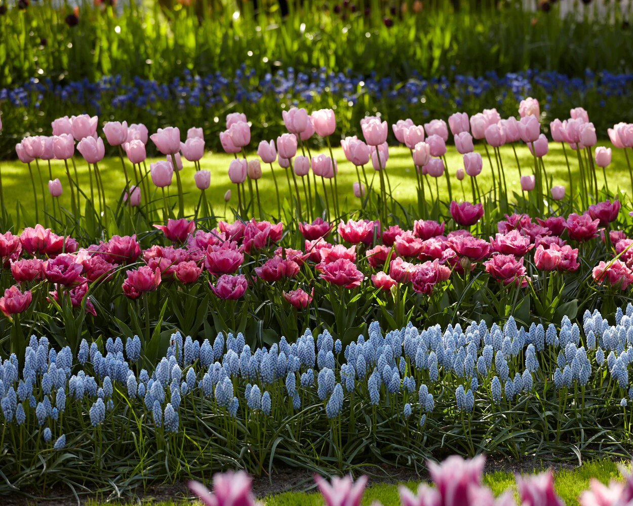 Muscari 'Valerie Finnis' - Image 7