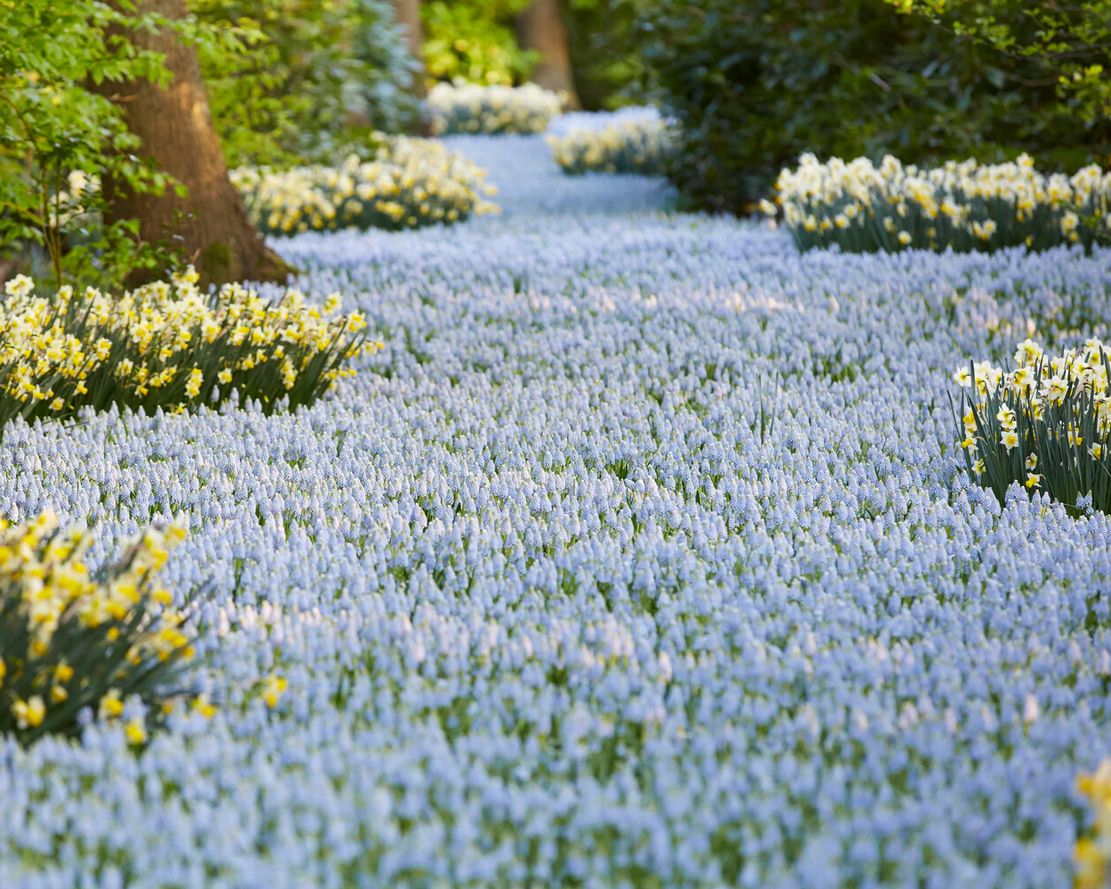 Muscari 'Valerie Finnis' - Image 8
