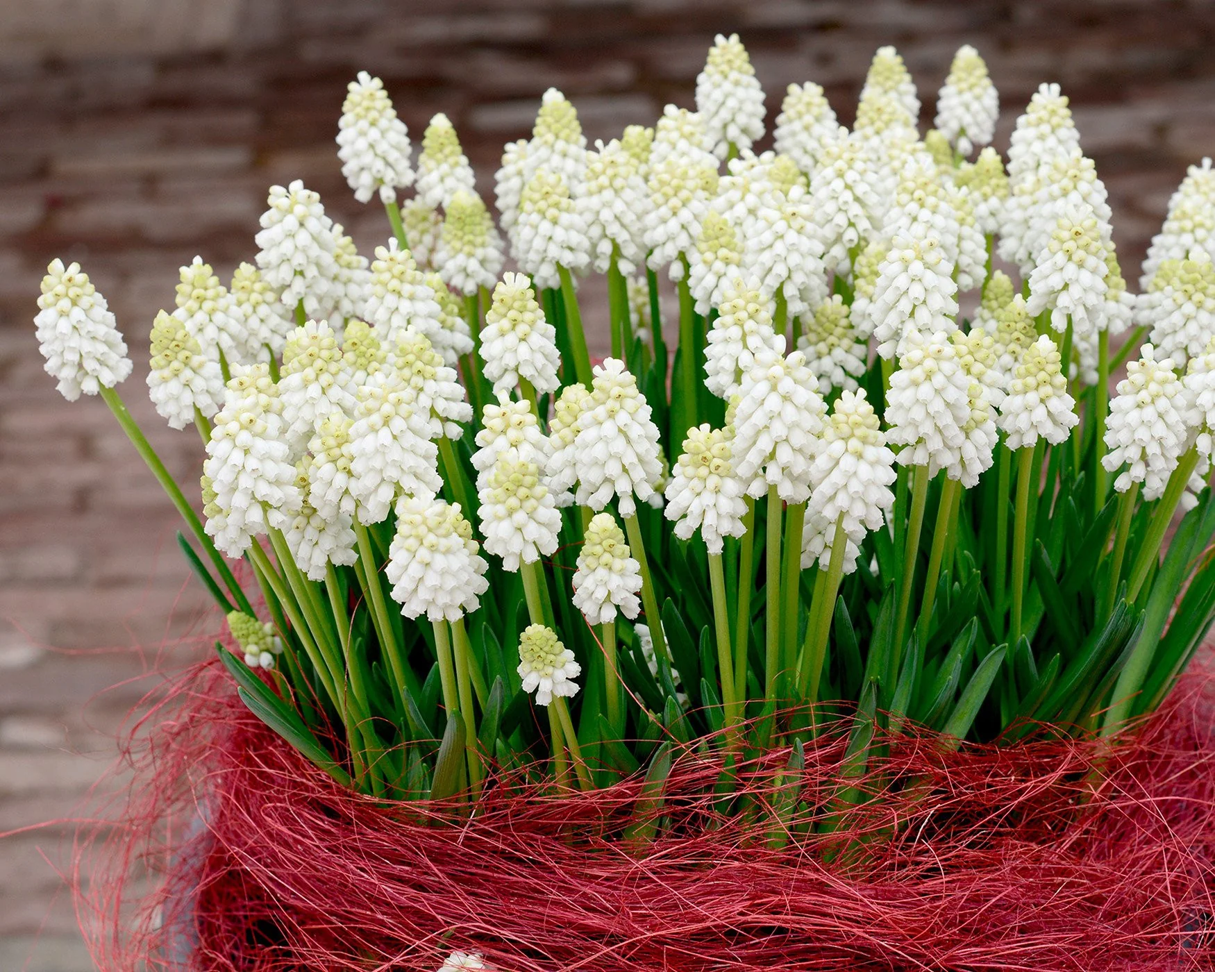 Muscari 'White Magic' - Image 5