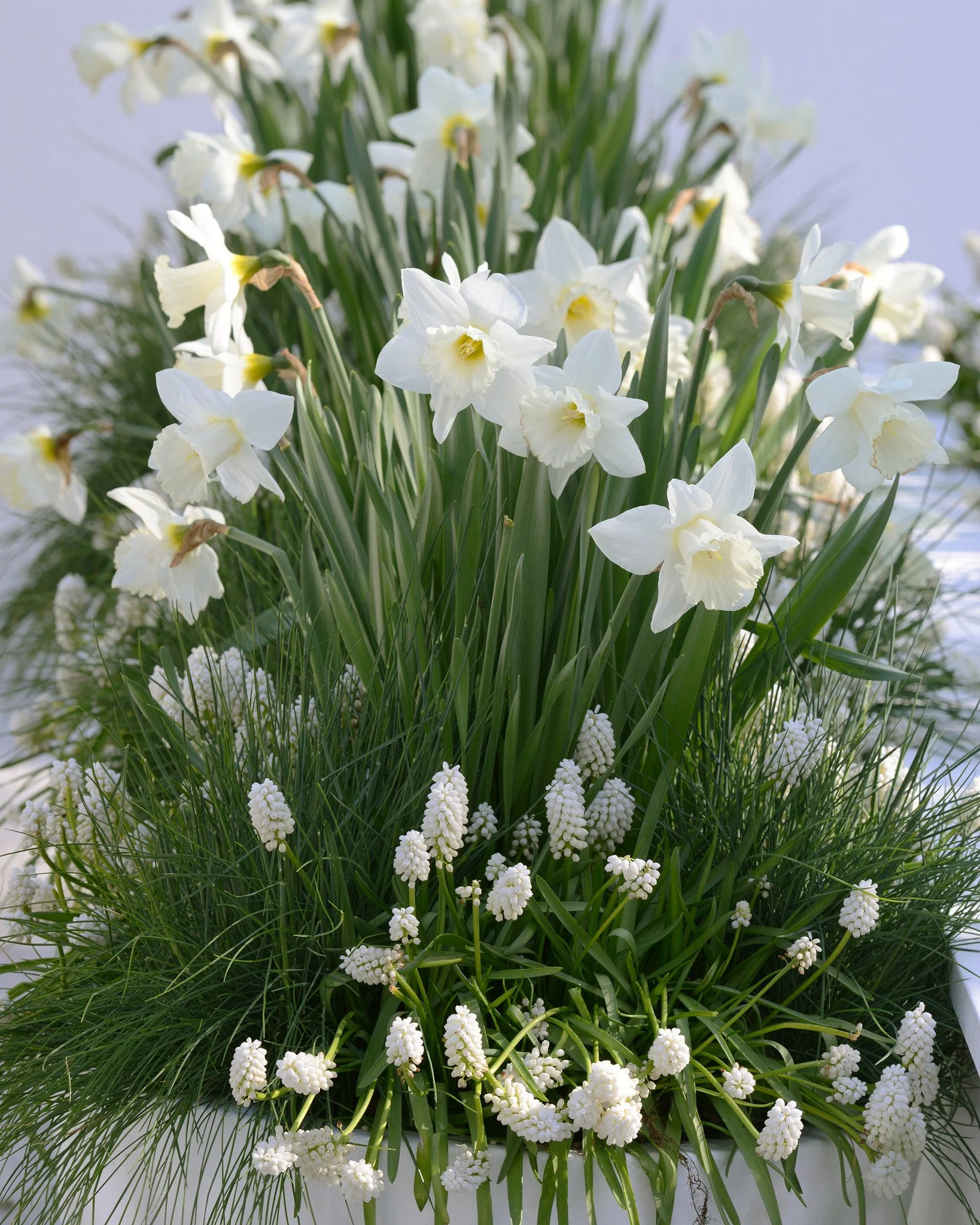Muscari 'White Magic' - Image 9