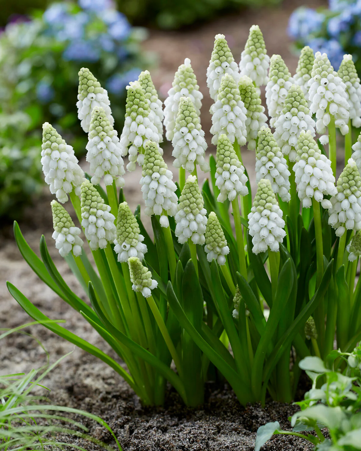 Muscari 'White Pearl' - Image 2