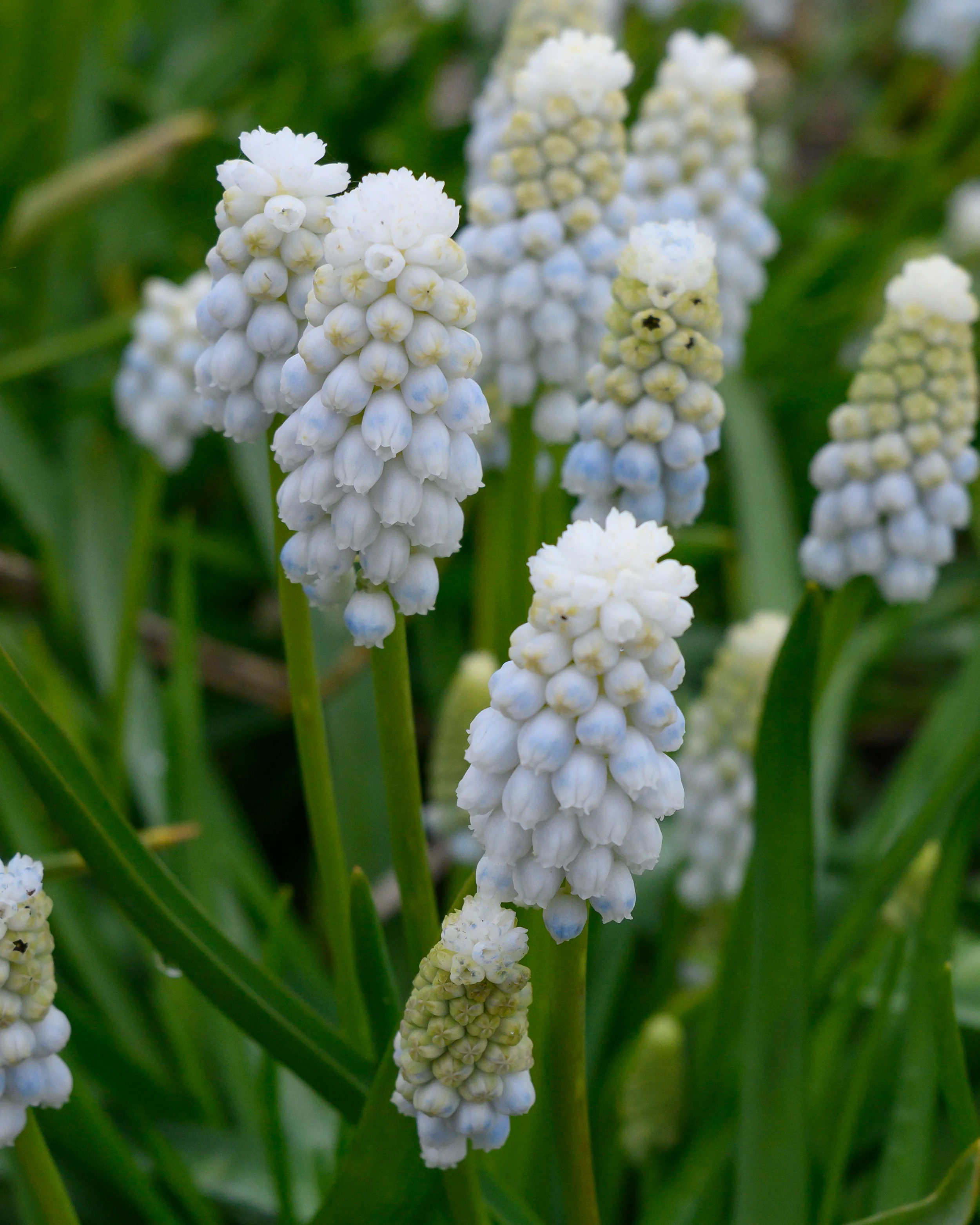 Muscari 'White Pearl' - Image 3