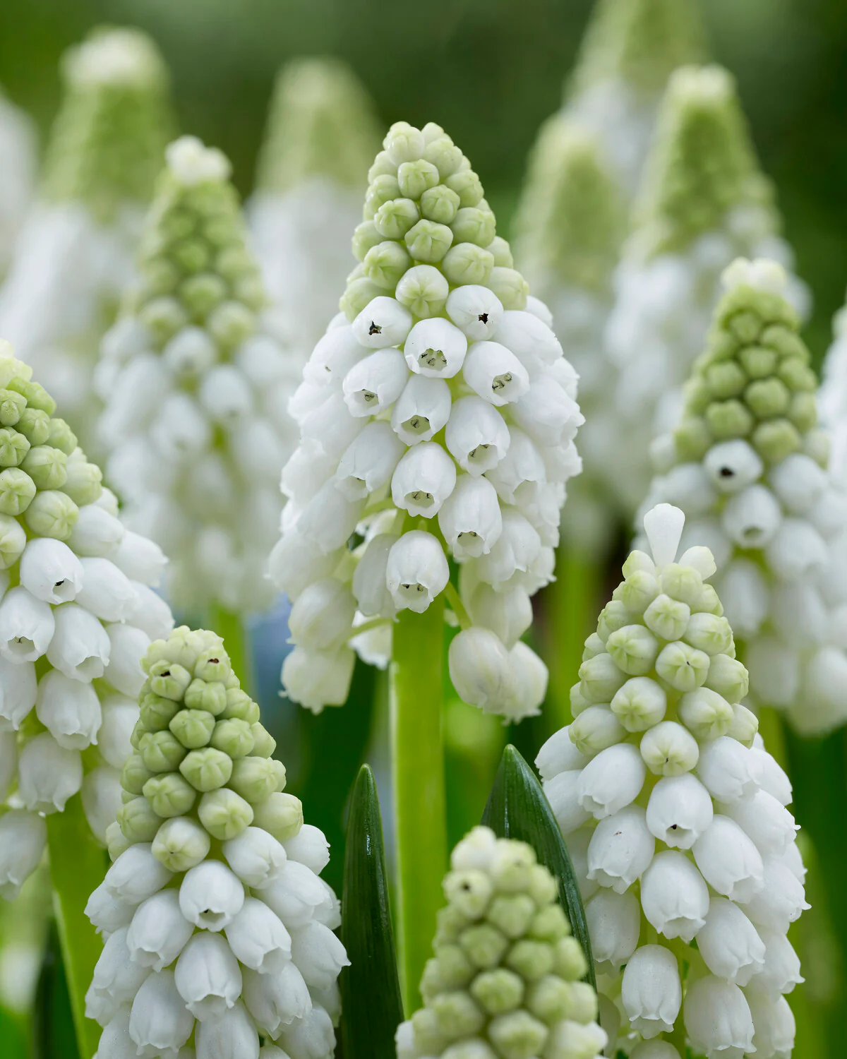 Muscari 'White Pearl' - Image 4