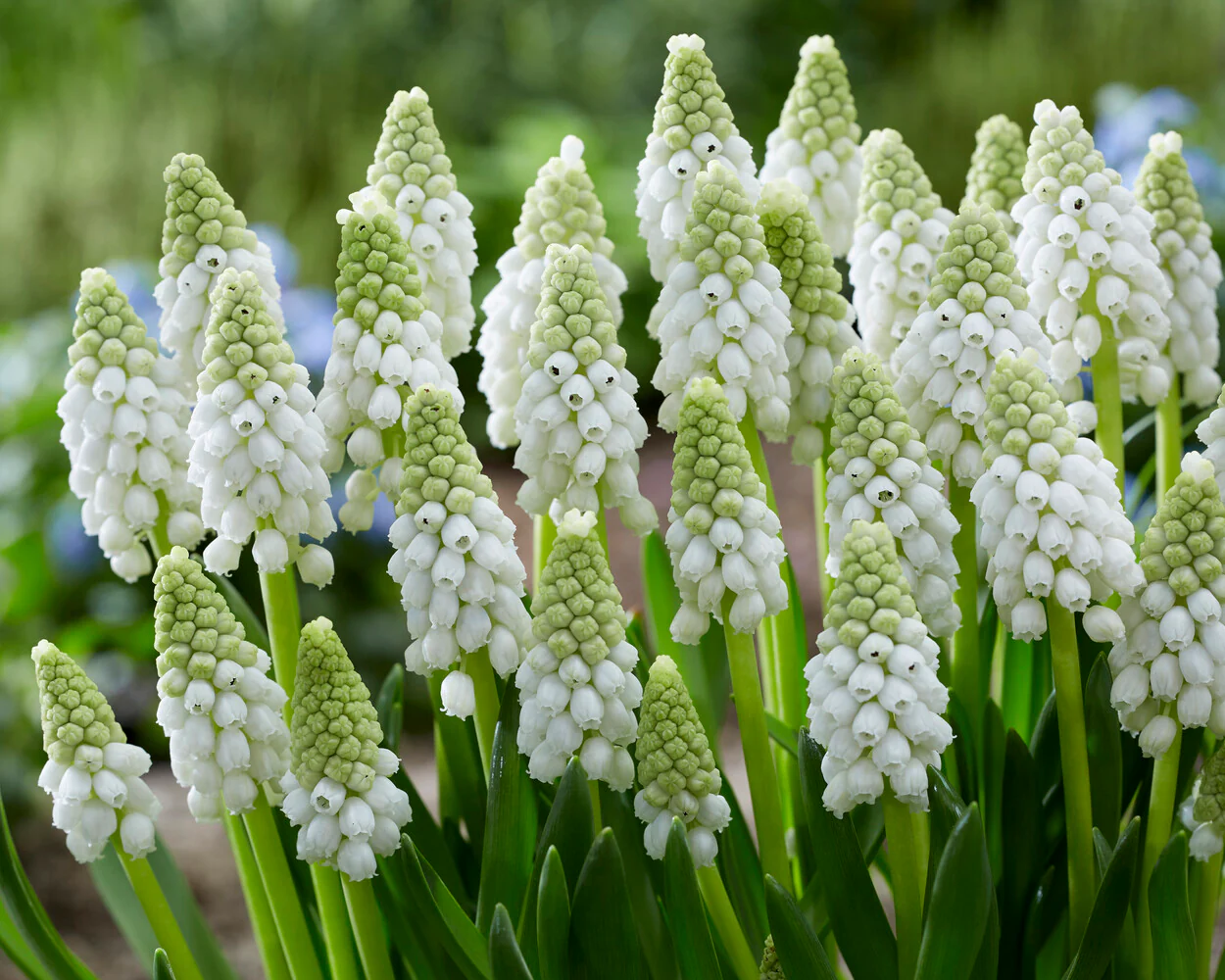 Muscari 'White Pearl' - Image 5
