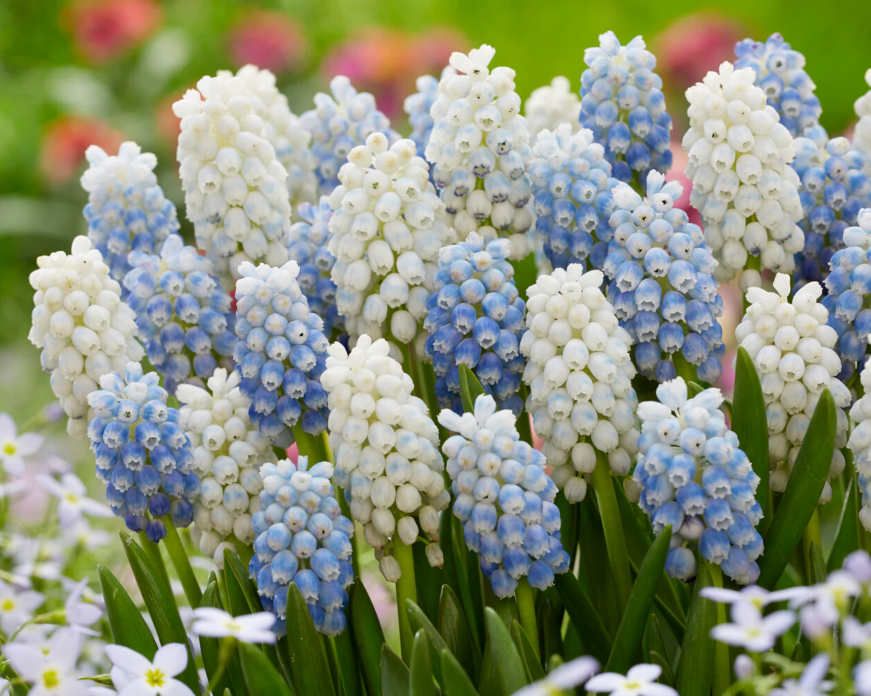 Muscari 'White Pearl' - Image 6