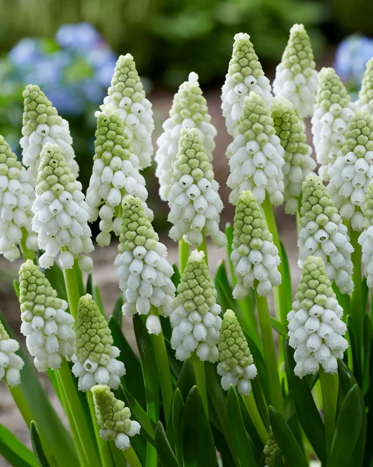 Muscari 'White Pearl' - Image 7