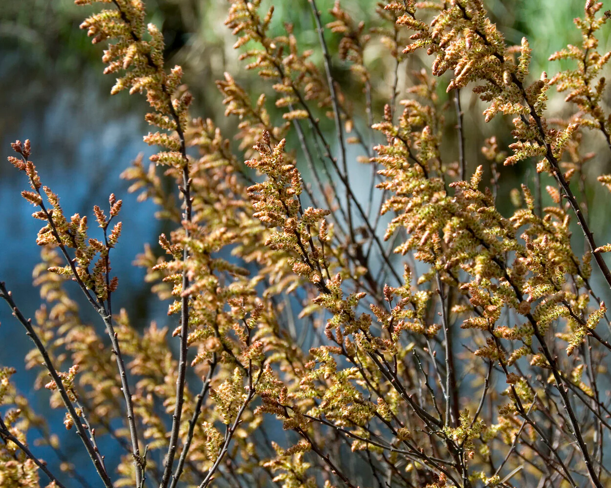 Myrica gale - Image 2