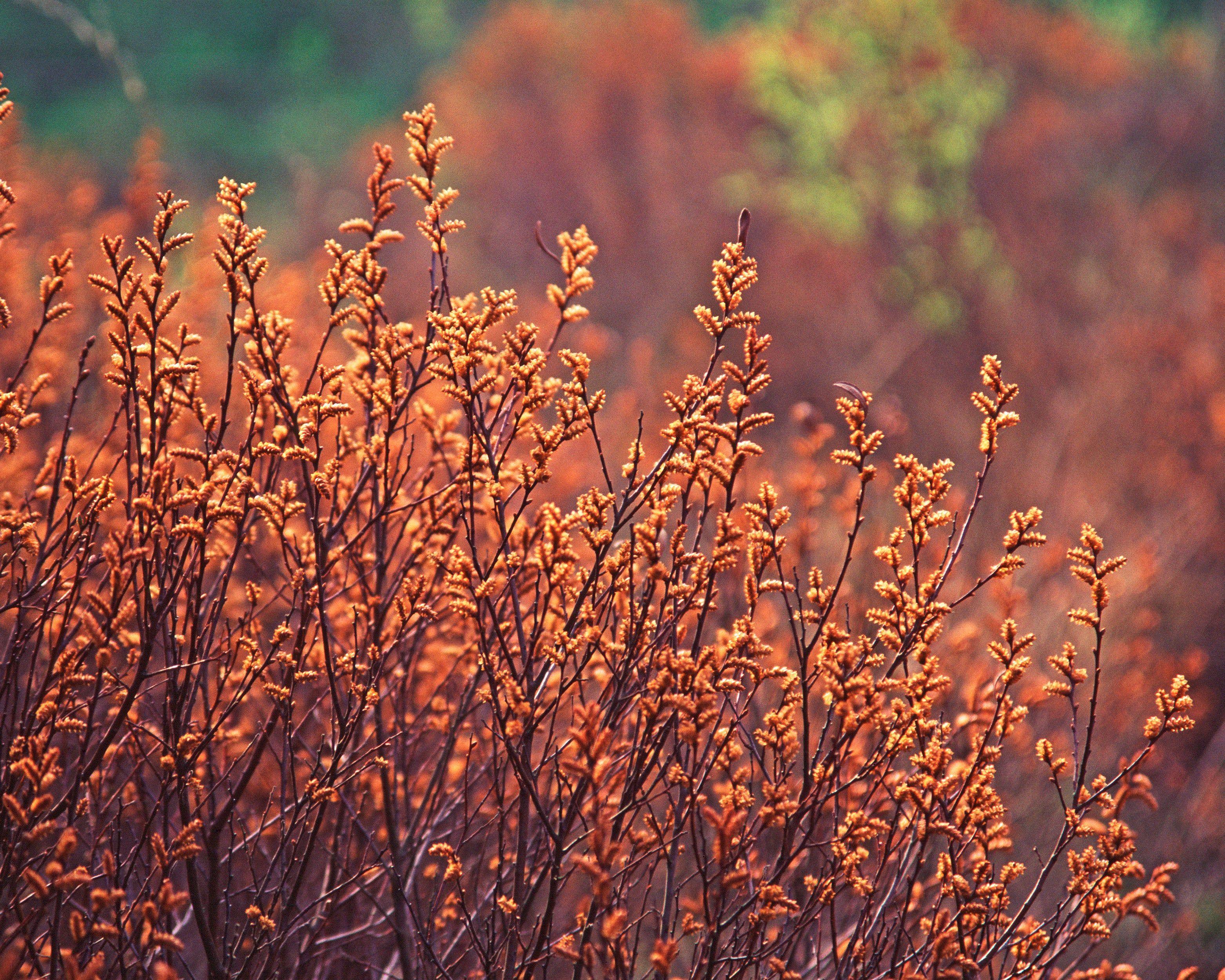 Myrica gale - Image 5