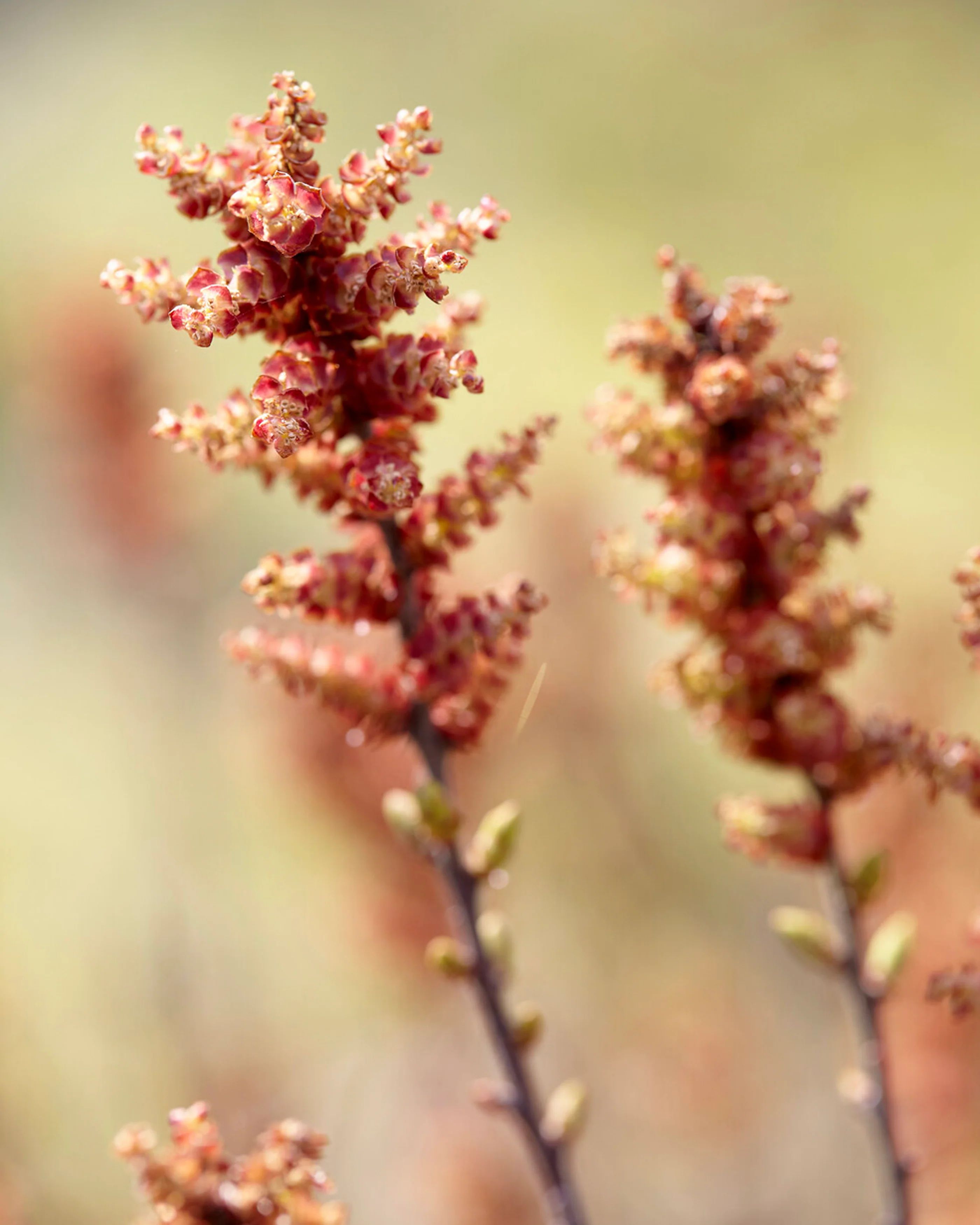 Myrica gale - Image 7