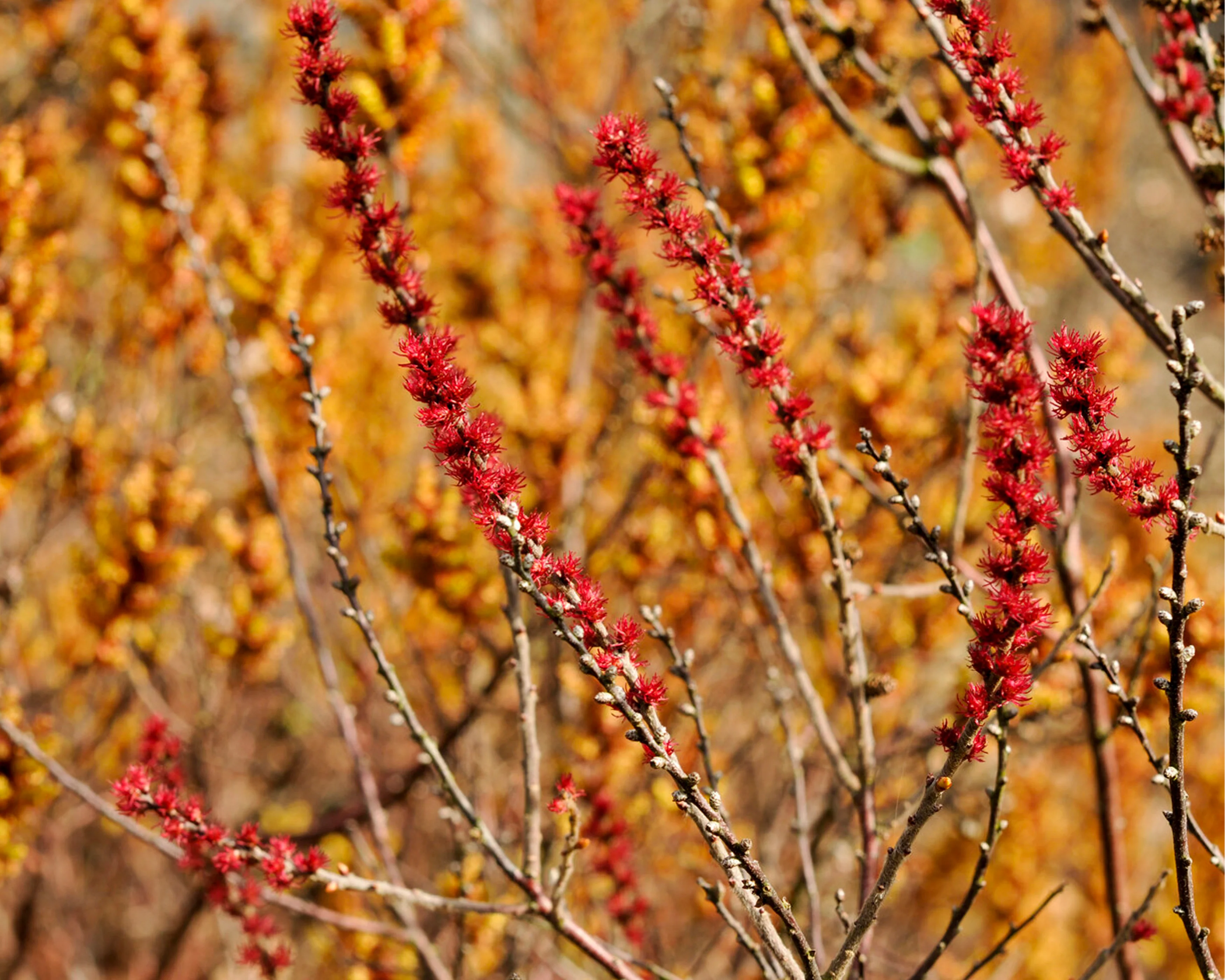 Myrica gale - Image 8