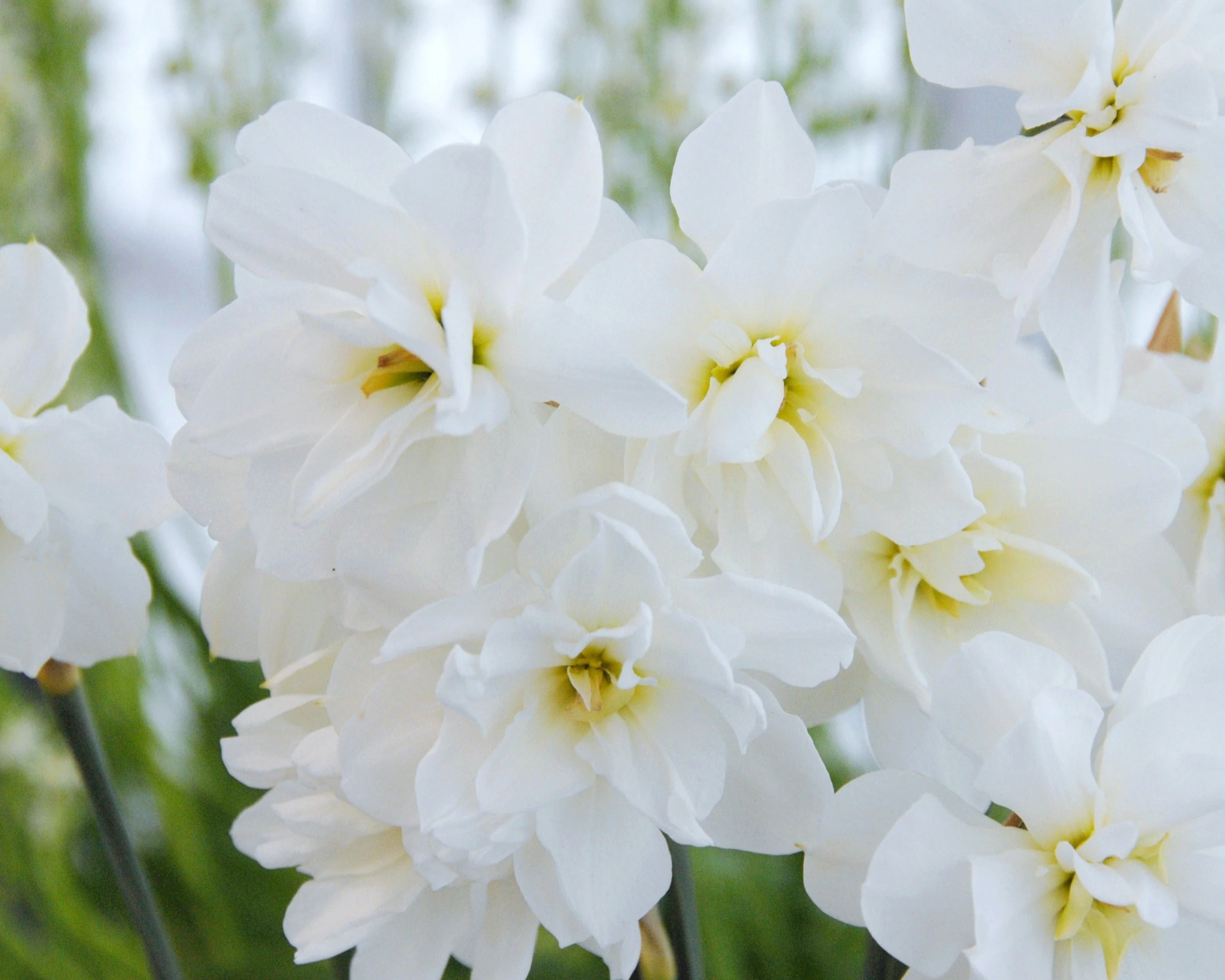 Narcissus 'Albus Plenus Odoratus' - Image 3