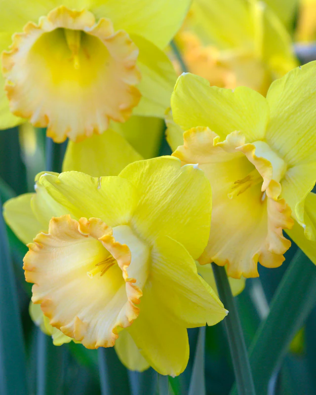 Narcissus 'Alexis Beauty' - Image 5