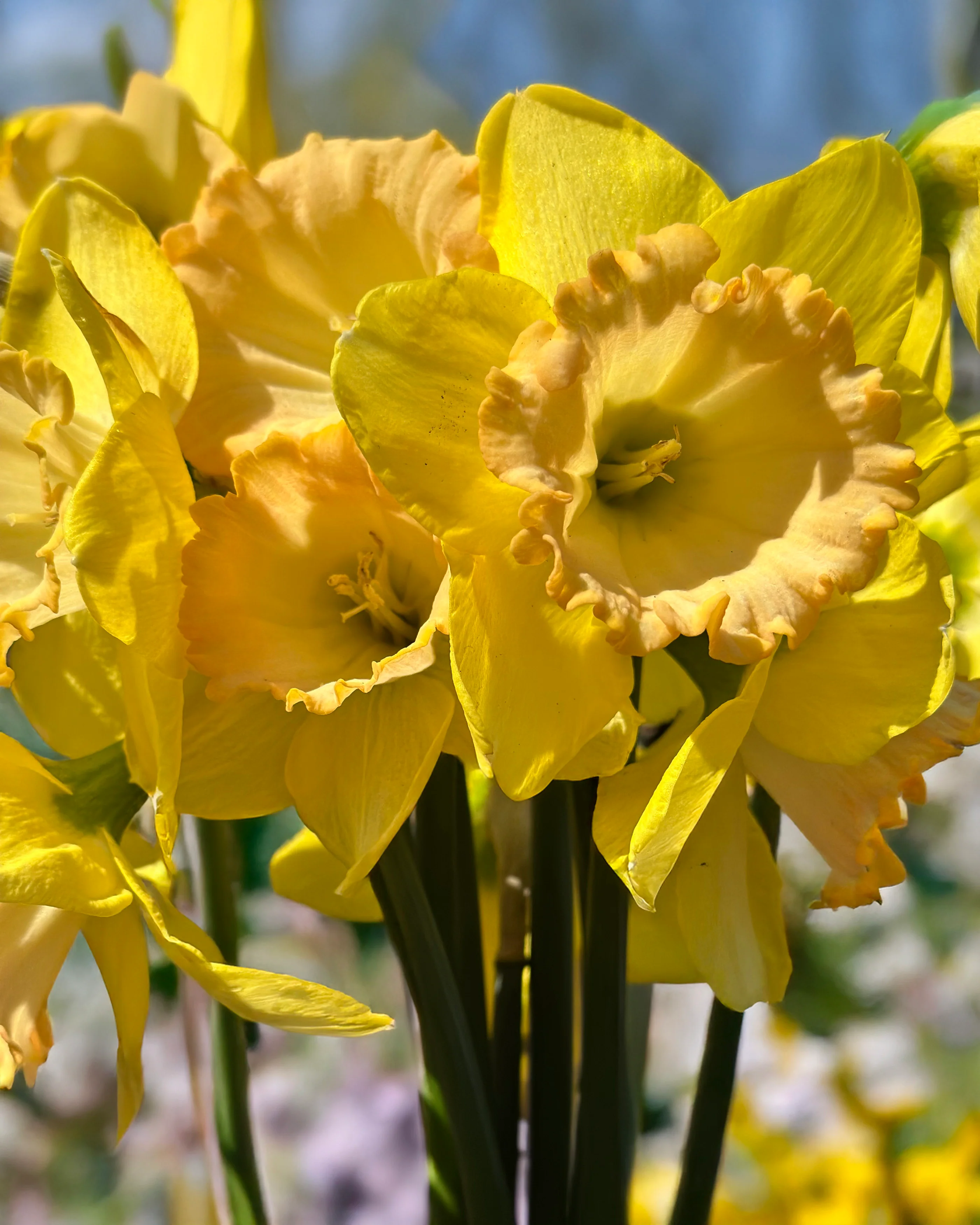 Narcissus 'Alexis Beauty' - Image 6