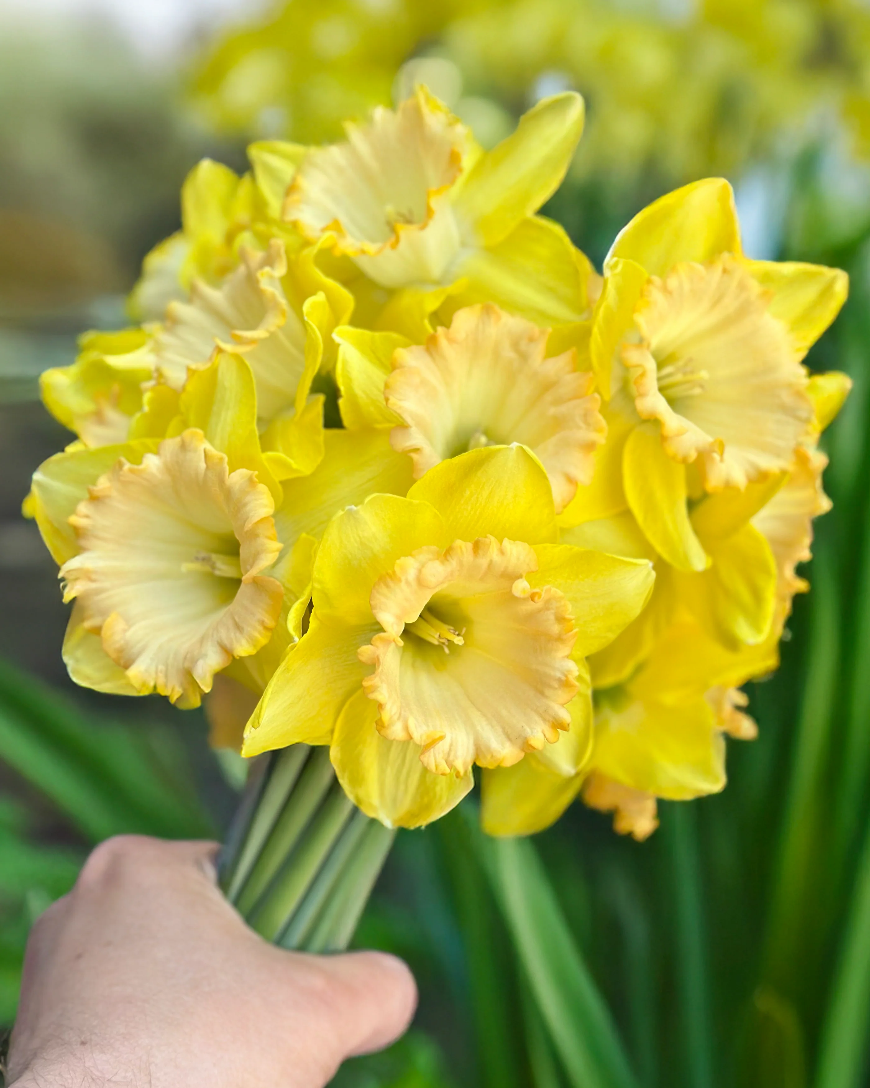 Narcissus 'Alexis Beauty' - Image 7