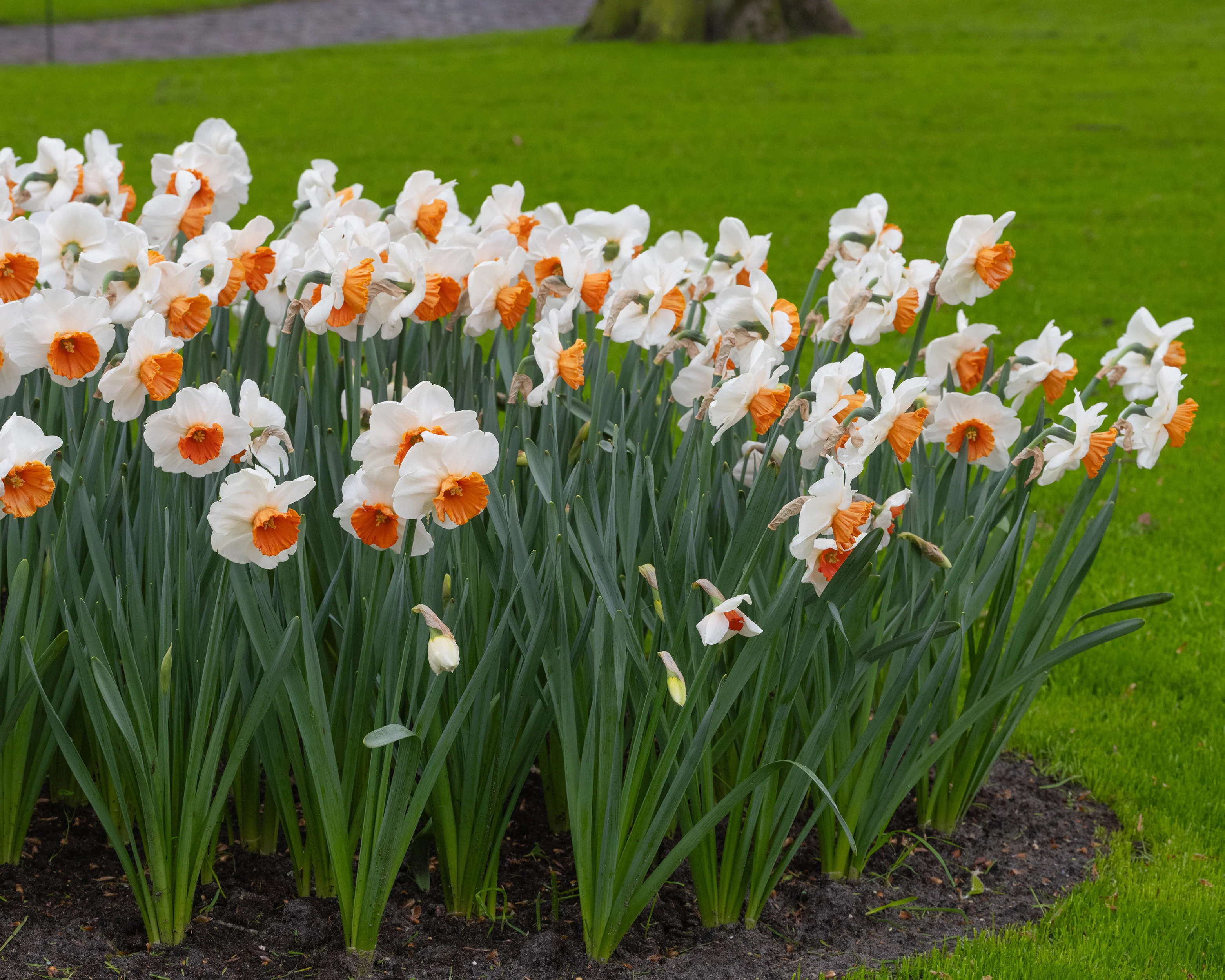 Narcissus 'Amadeus' - Image 5
