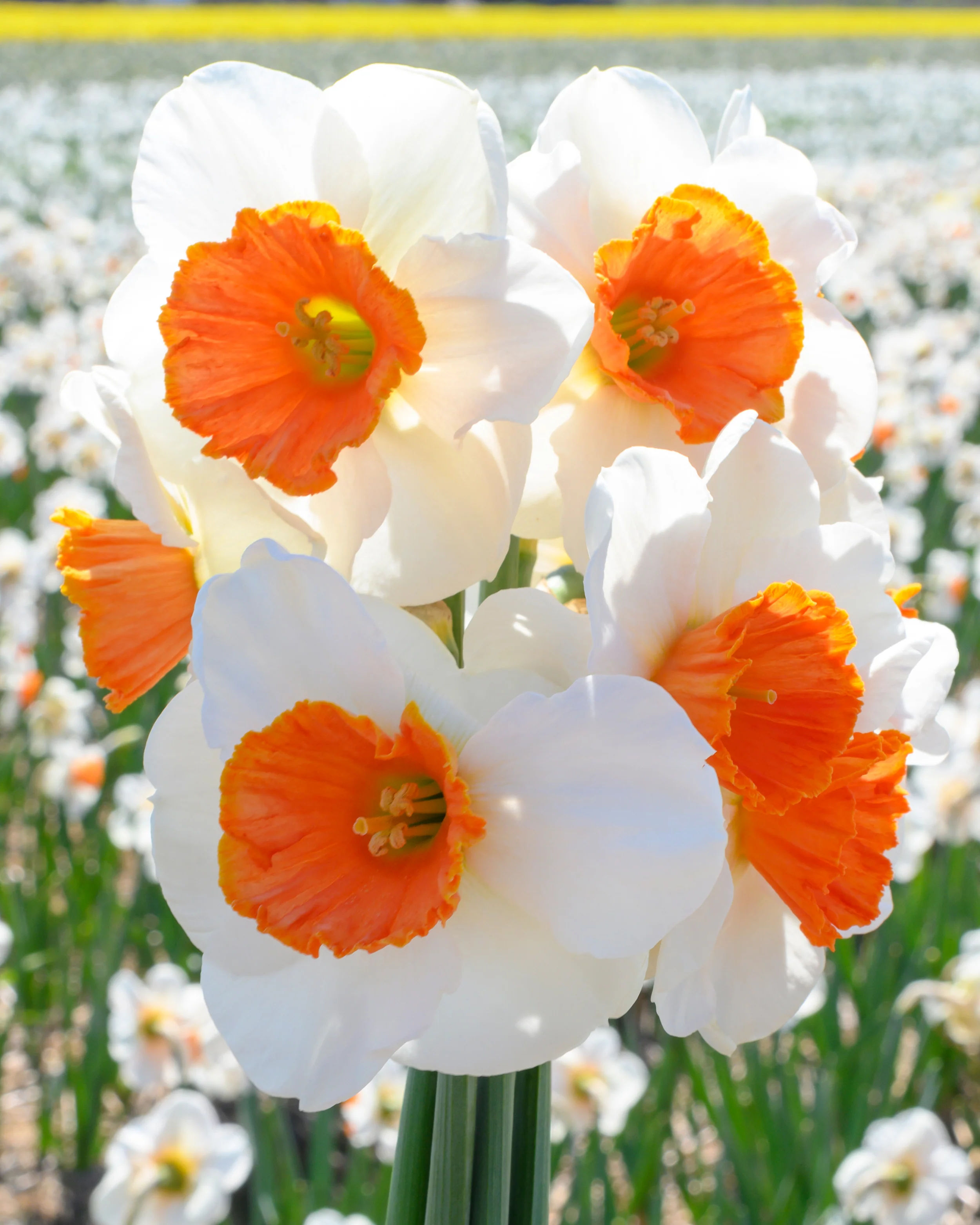 Narcissus 'Amadeus' - Image 6