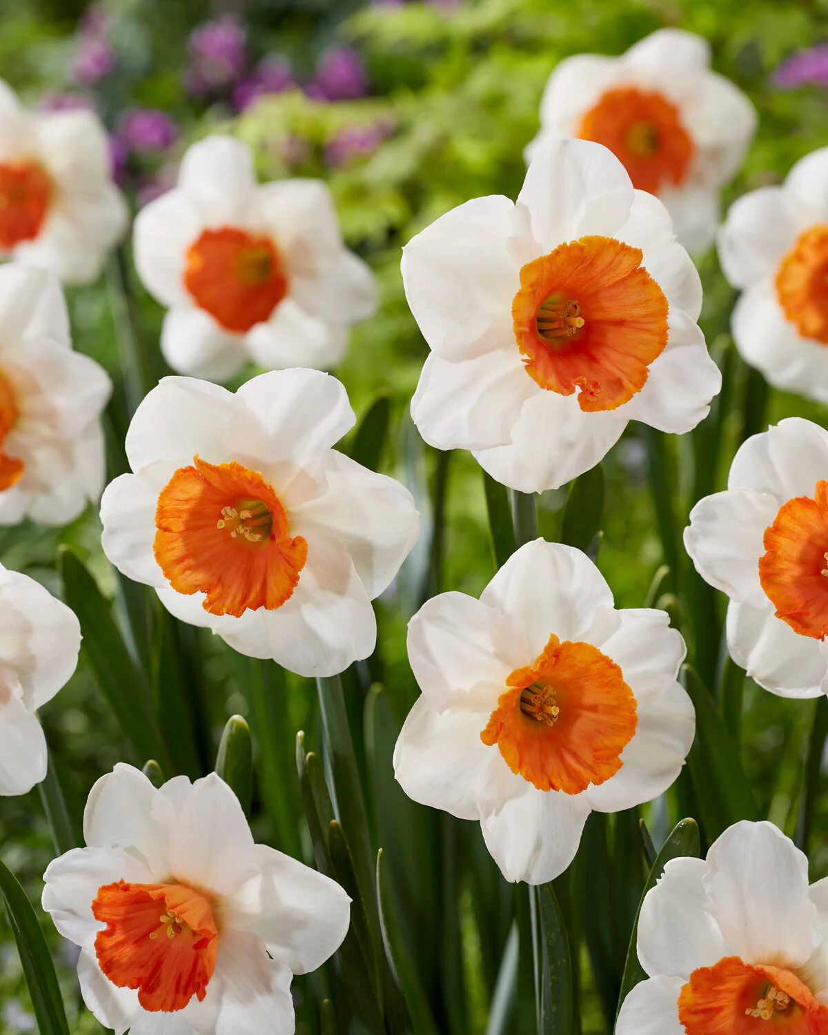 Narcissus 'Amadeus' - Image 7