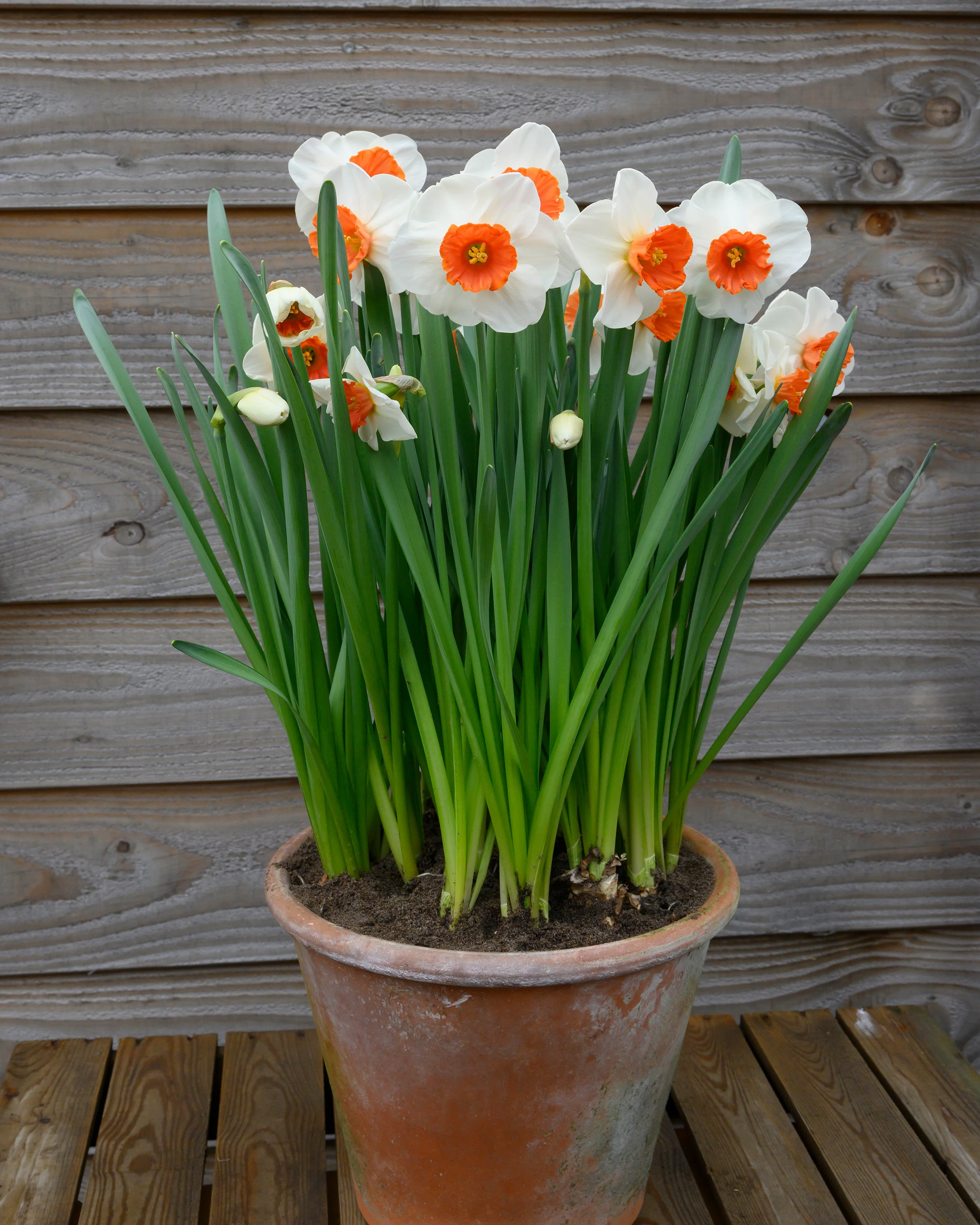 Narcissus 'Amadeus' - Image 9