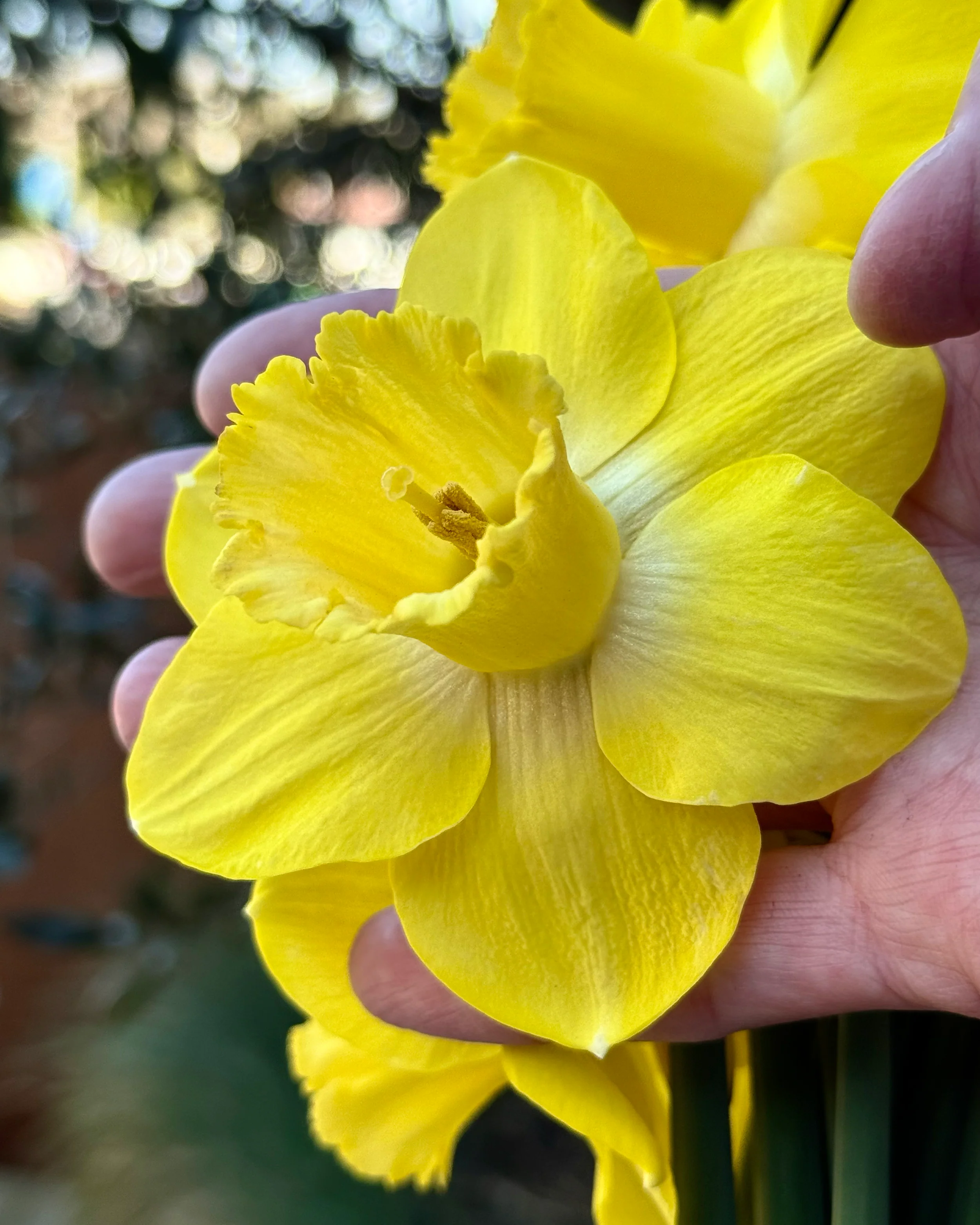 Narcissus 'Amber Castle' - Image 3