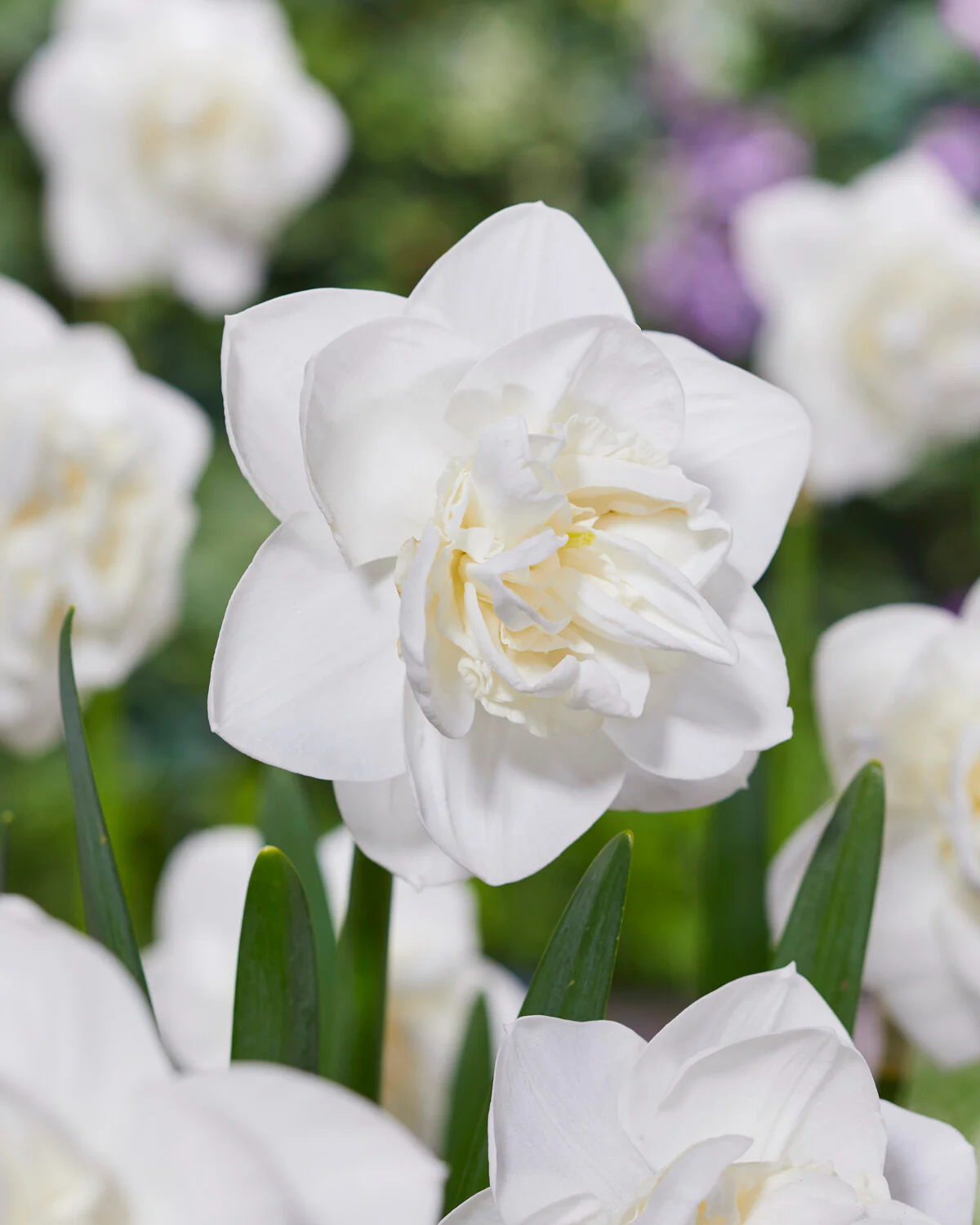 Narcissus 'Androcles' - Image 7