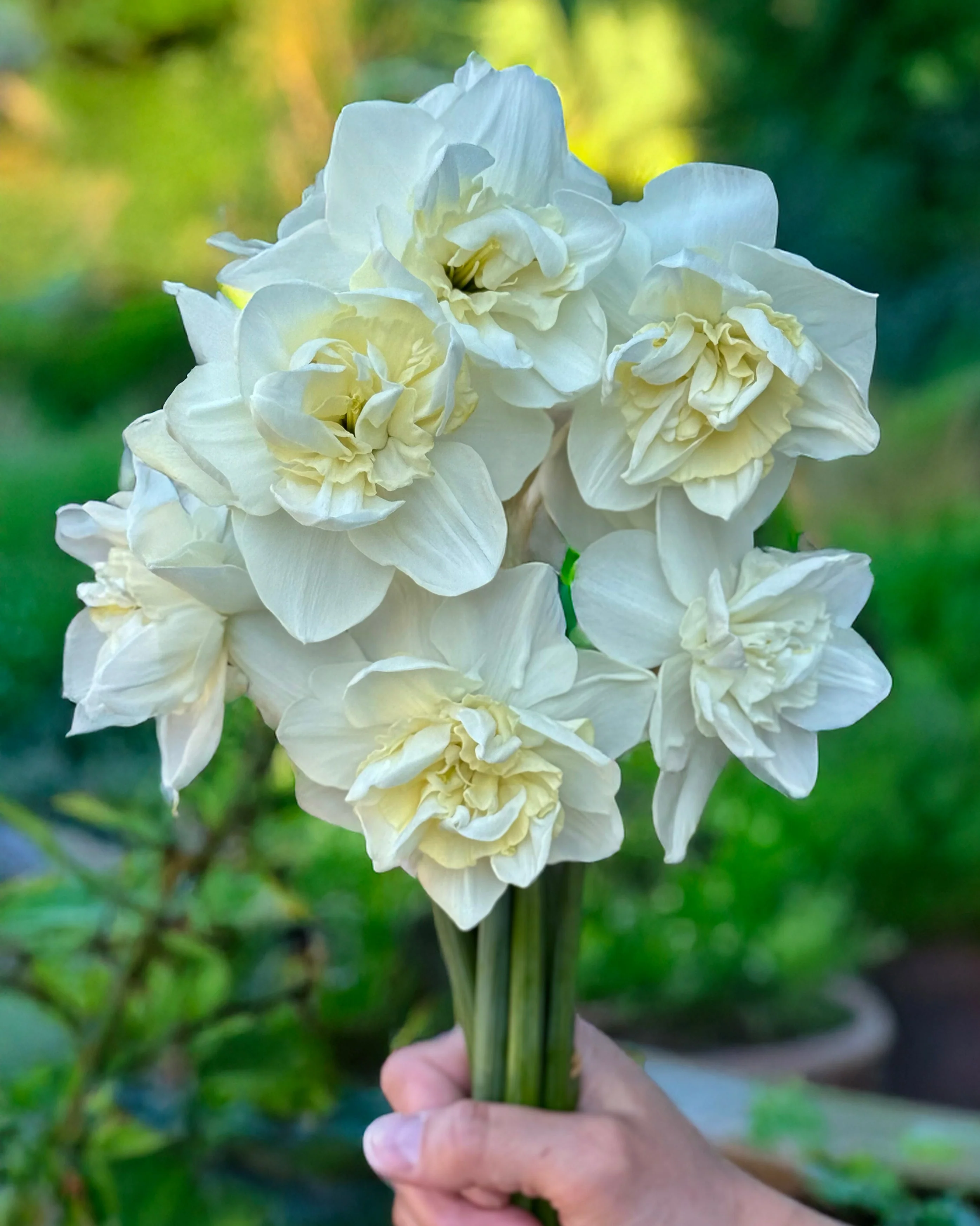 Narcissus 'Androcles' - Image 8