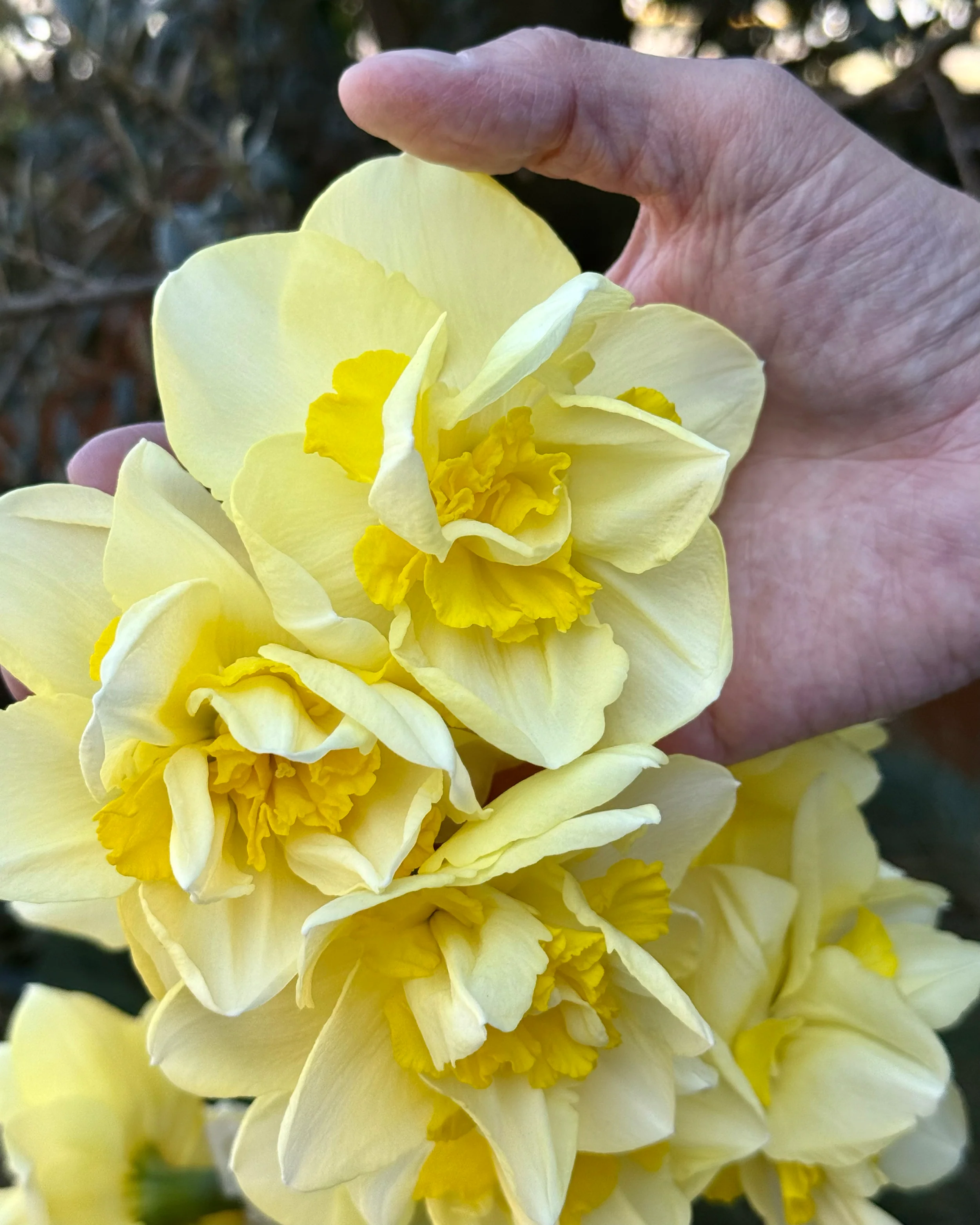 Narcissus 'Angkor' - Image 3