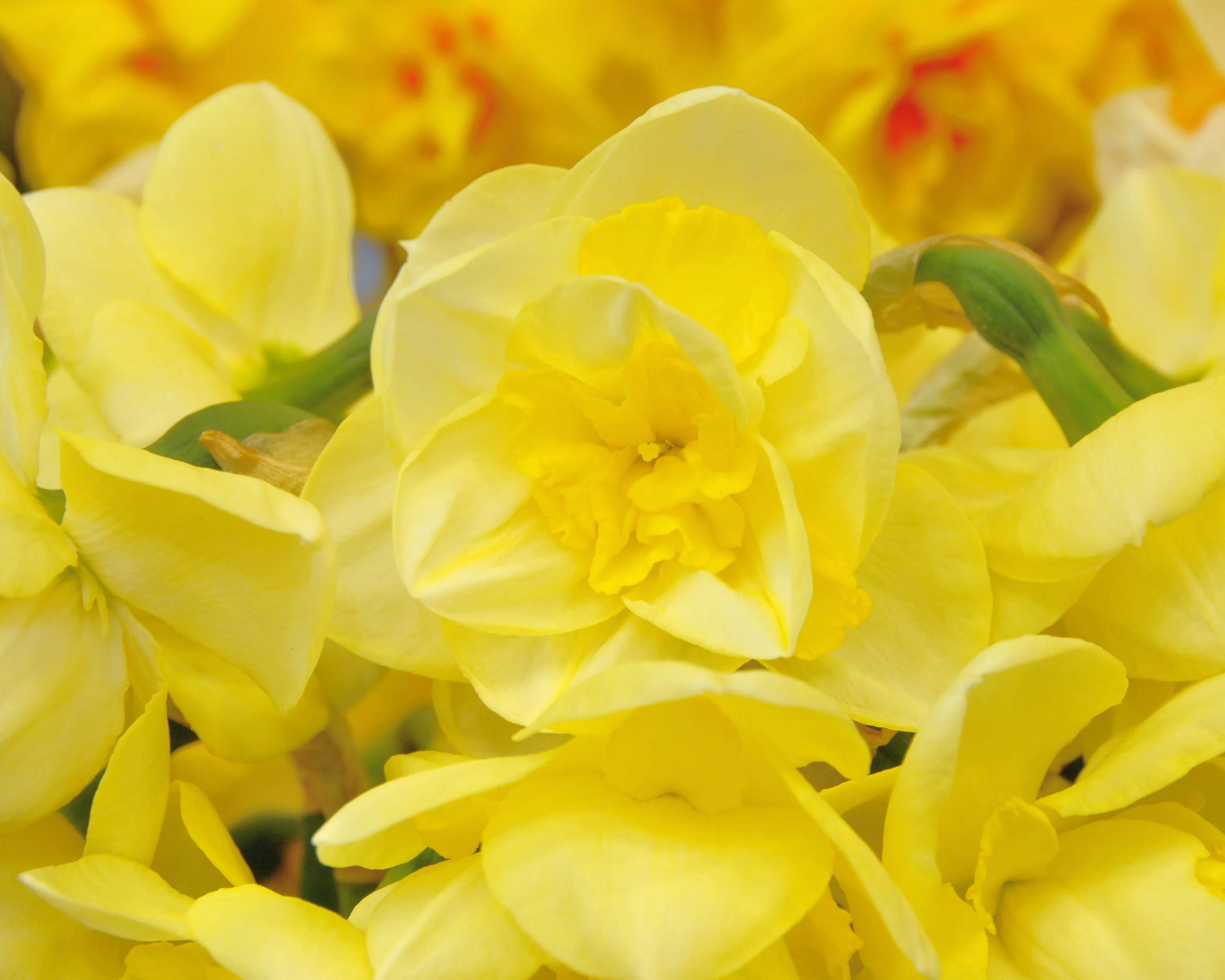Narcissus 'Angkor' - Image 5