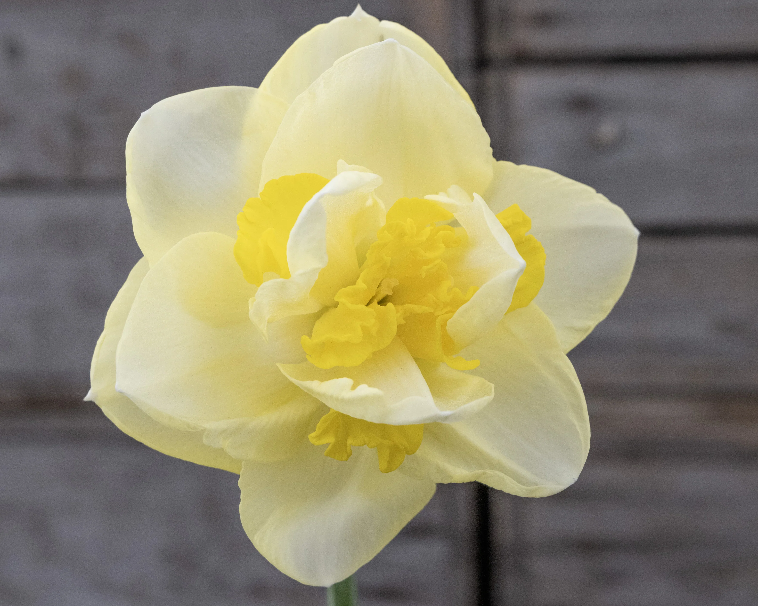 Narcissus 'Angkor' - Image 8
