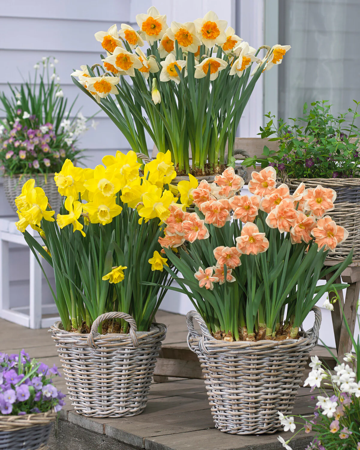 Narcissus 'Apricot Whirl' - Image 4