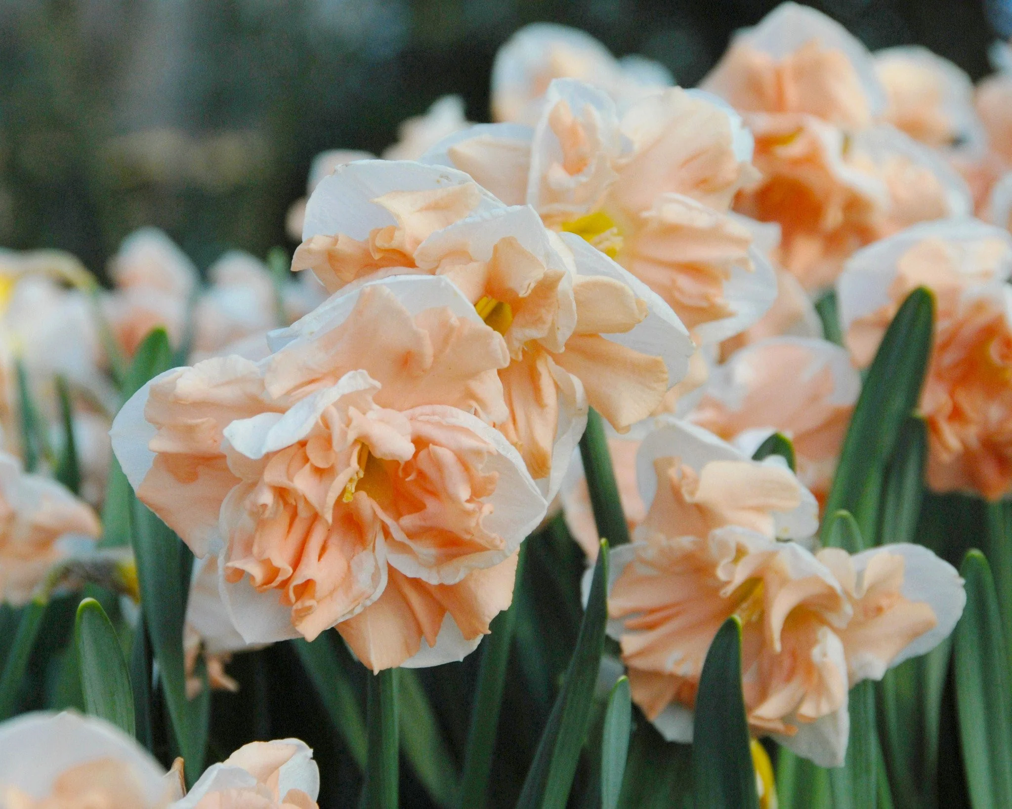 Narcissus 'Apricot Whirl' - Image 7