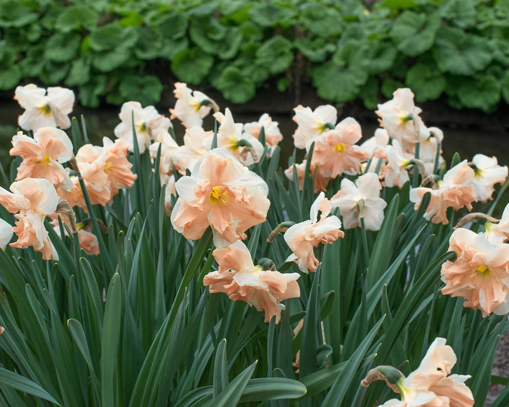 Narcissus 'Apricot Whirl' - Image 9
