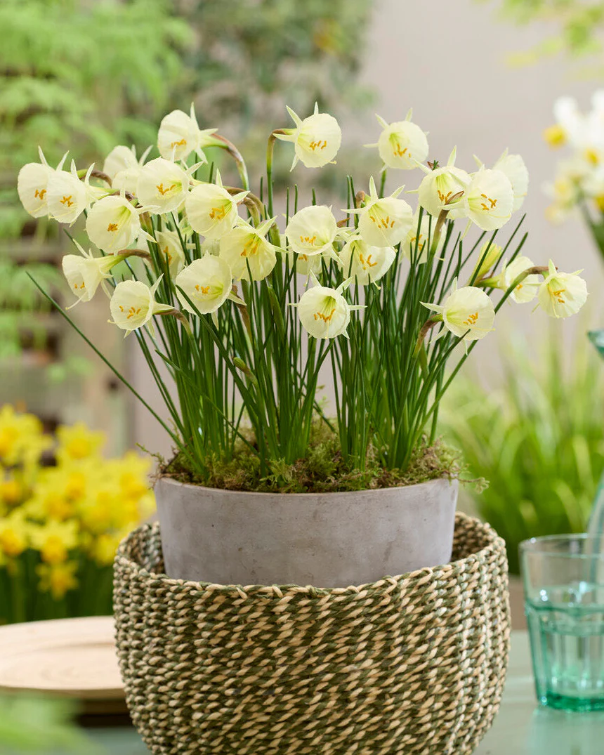 Narcissus 'Arctic Bells' - Image 2