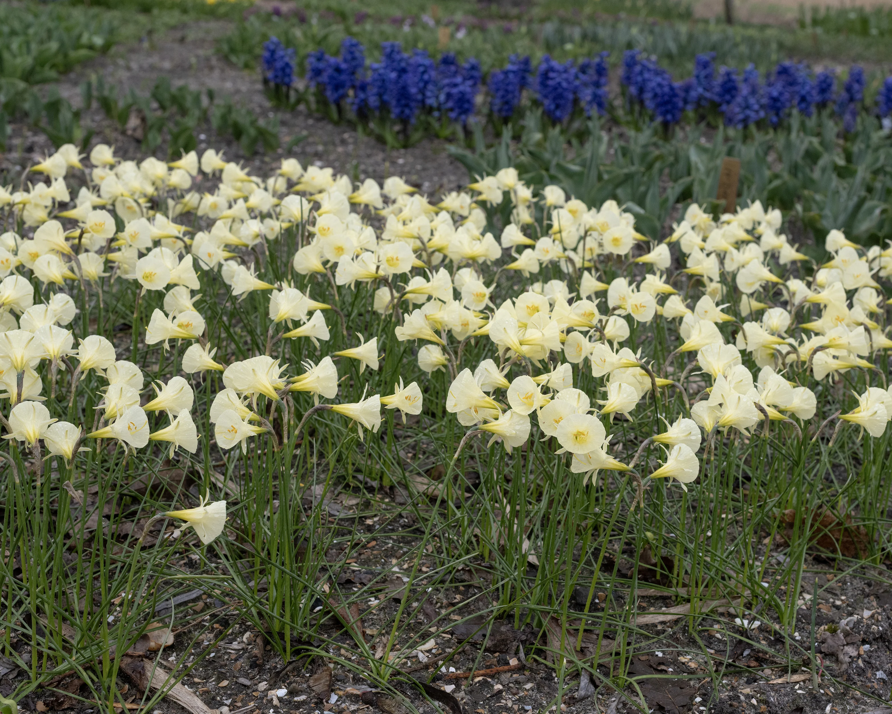 Narcissus 'Arctic Bells' - Image 4