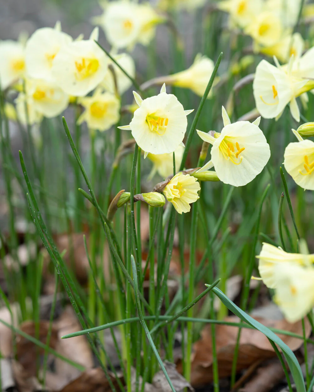 Narcissus 'Arctic Bells' - Image 5