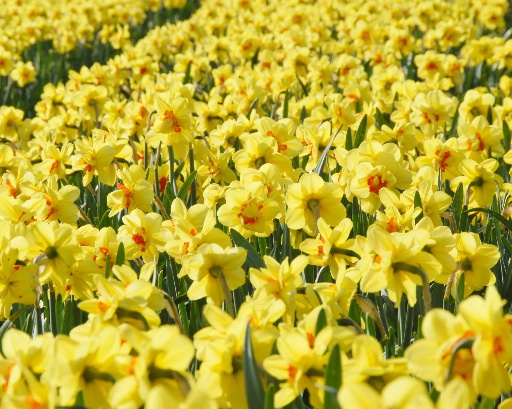 Narcissus 'Ascot' - Image 4